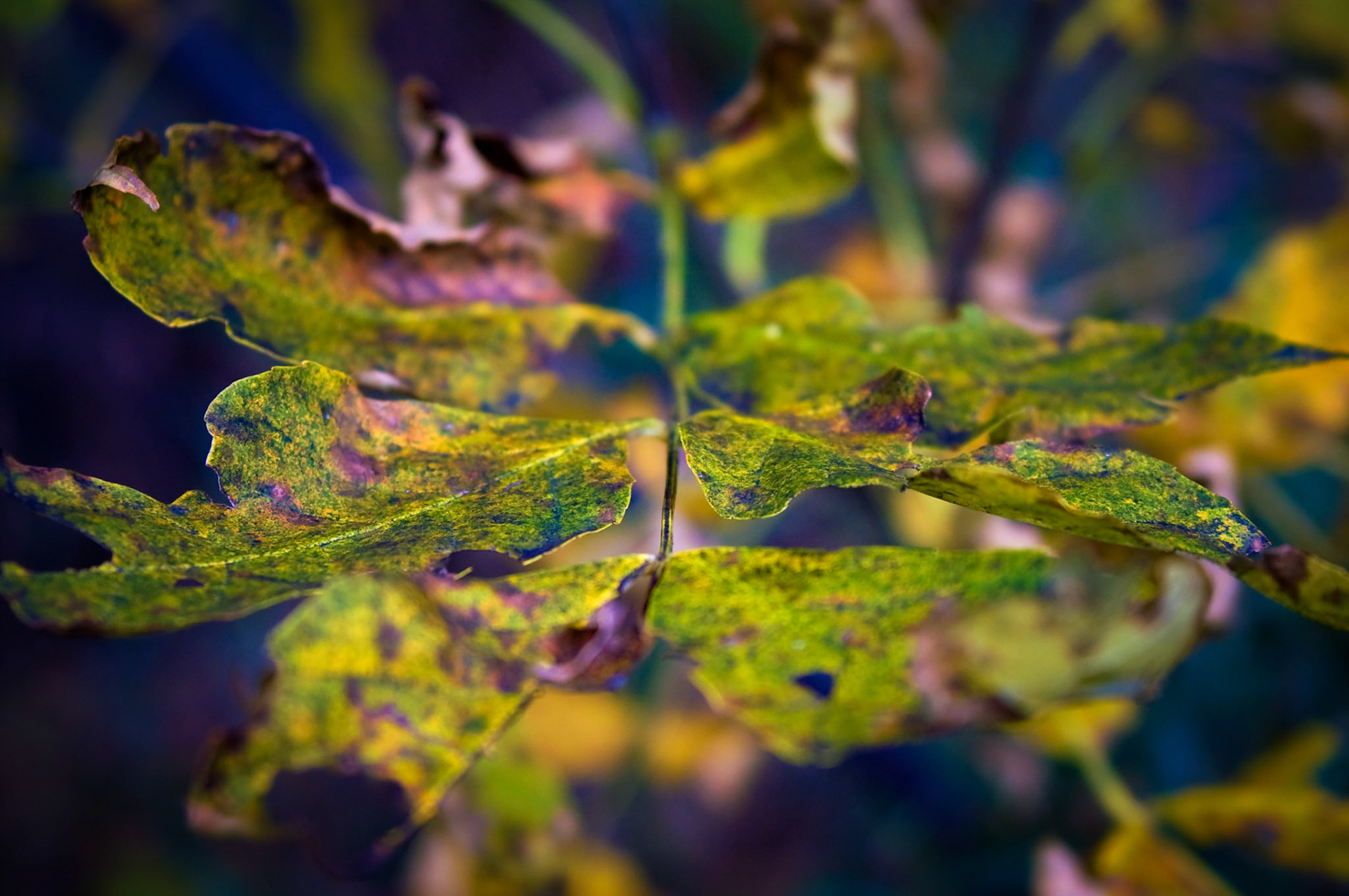 Autumn Close Up
