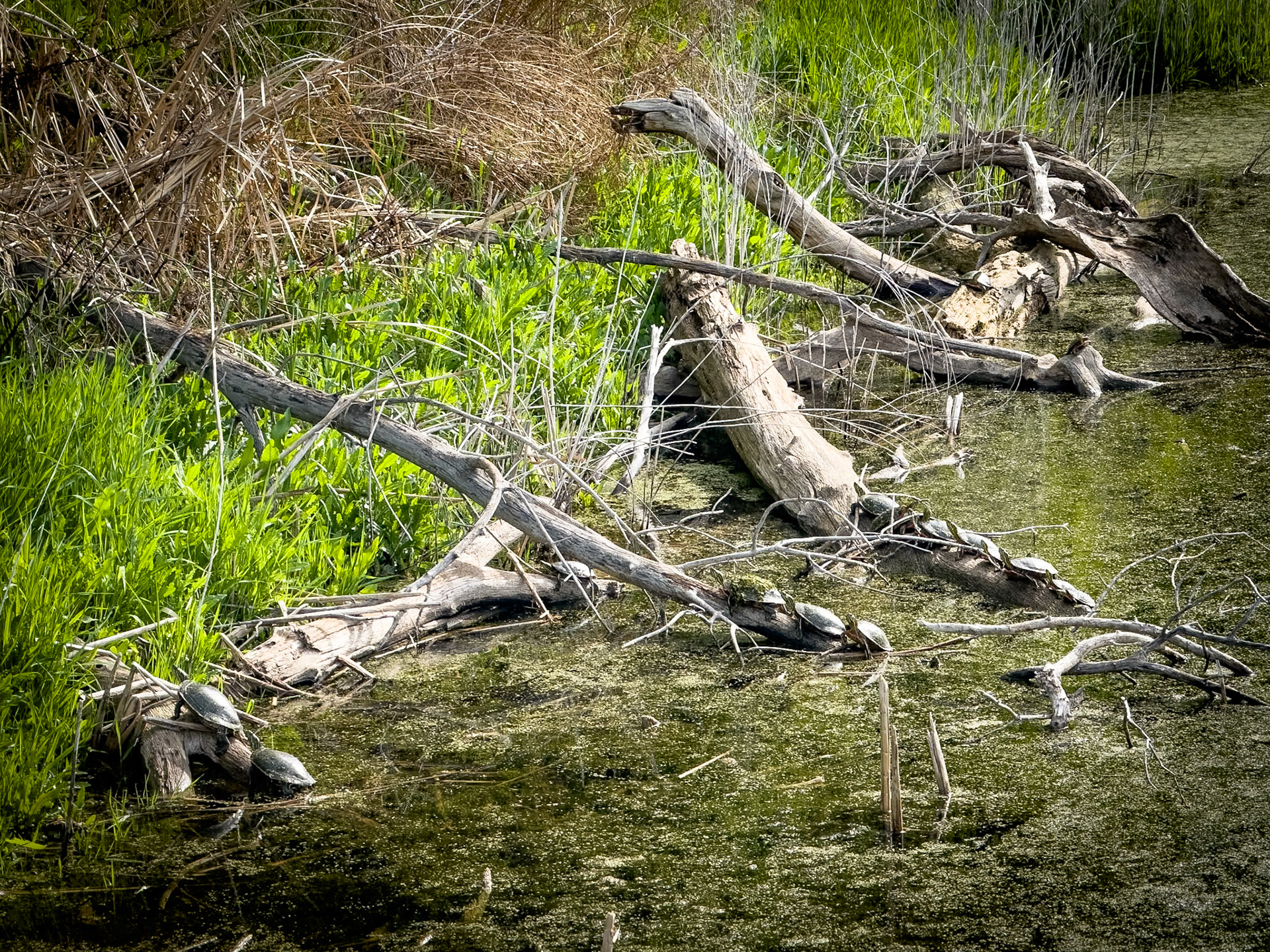 13 Turtles
