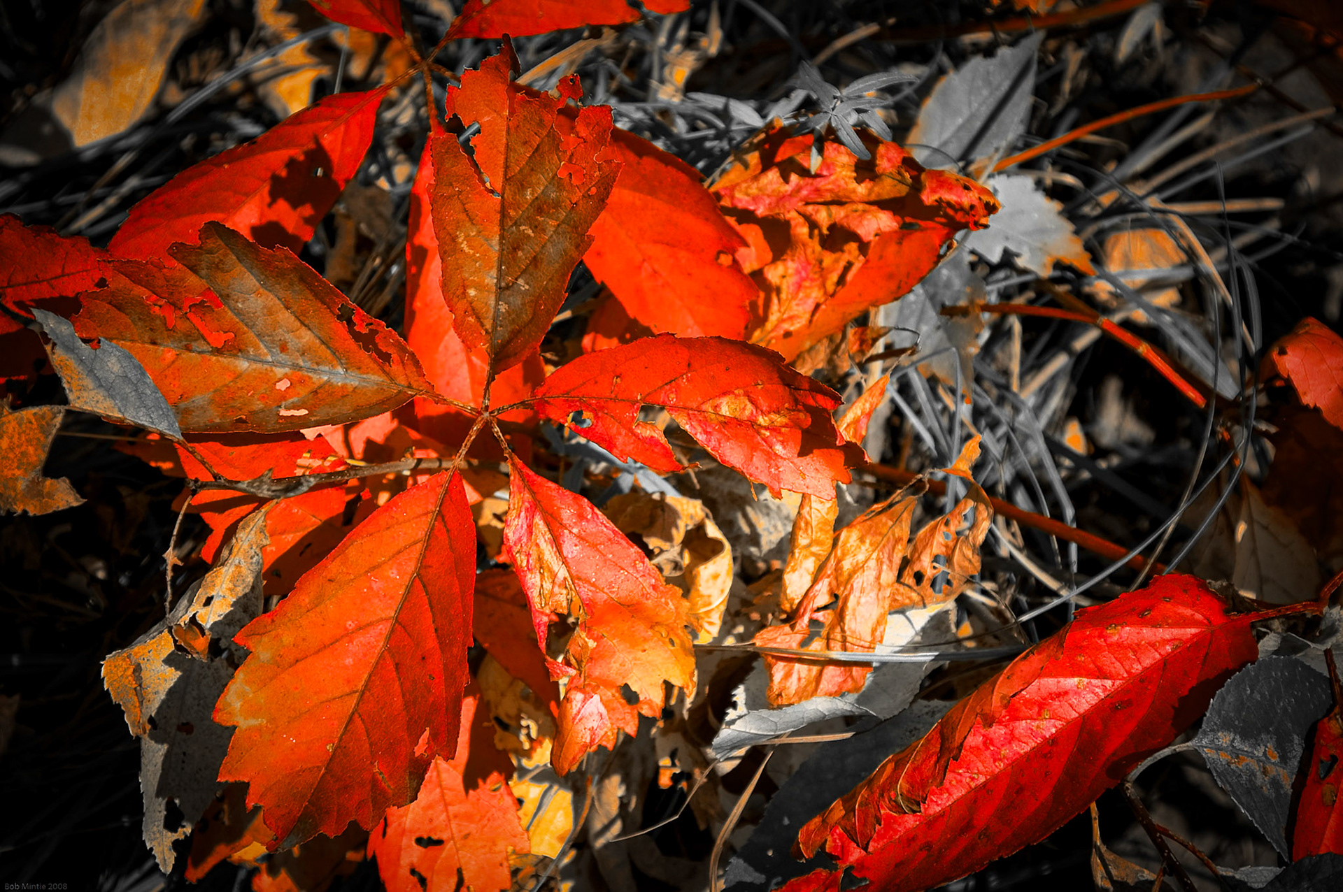 Fall Leaves