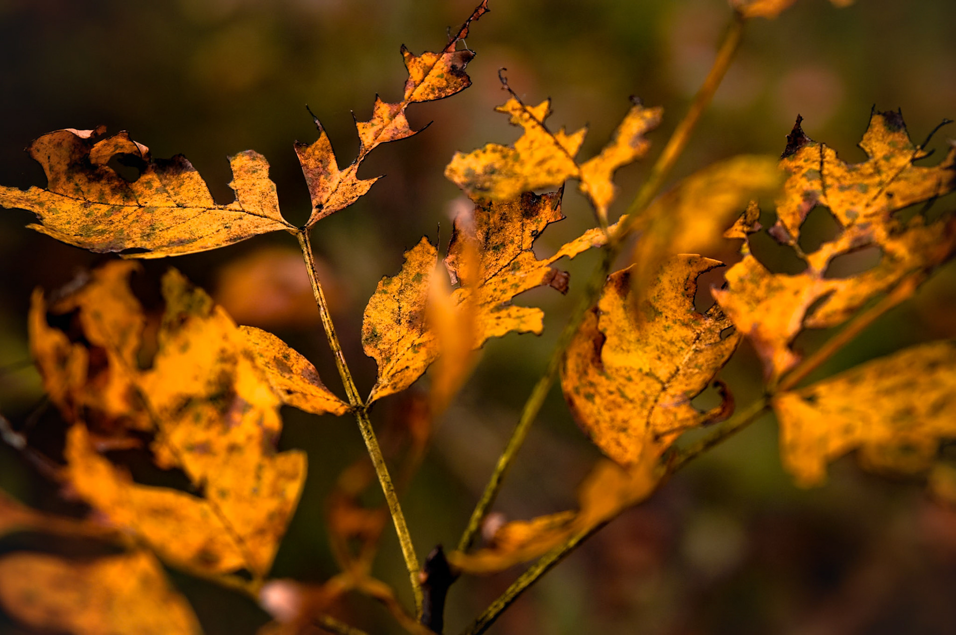 Golden Autumn