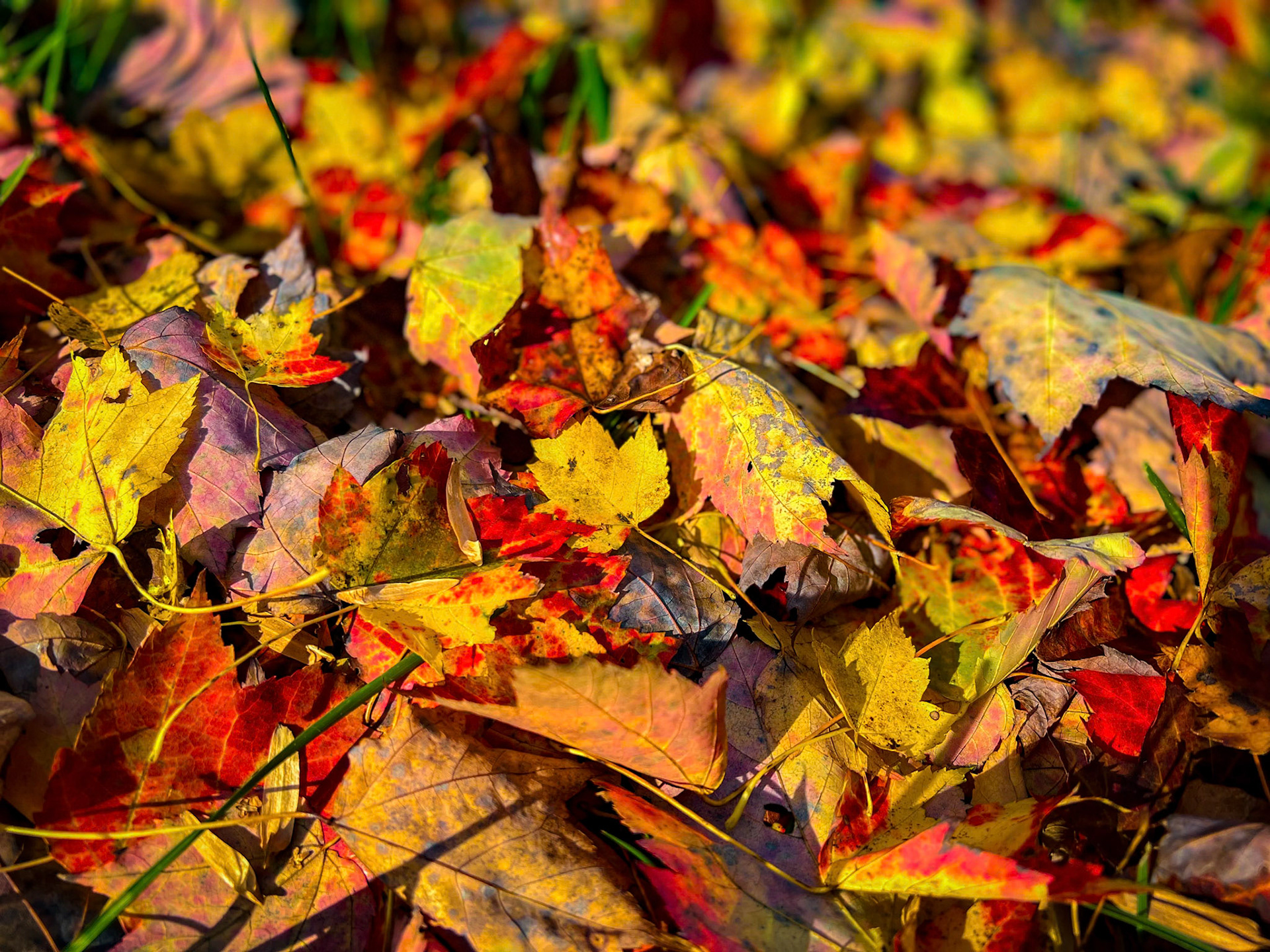 Peak of Fall