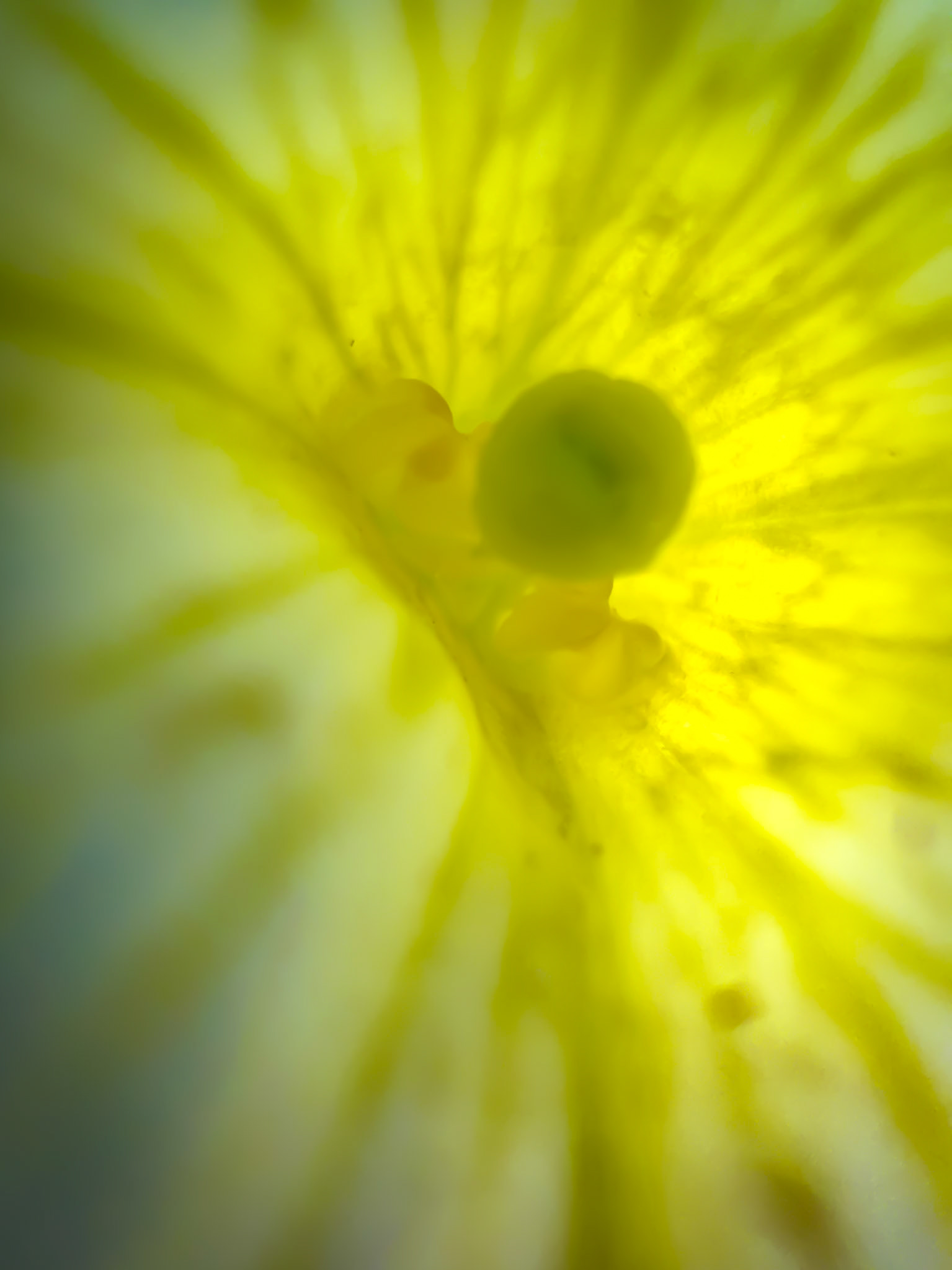 Vibrant yellow flower macro