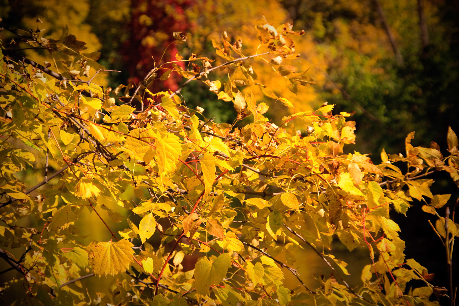 Golden Fall