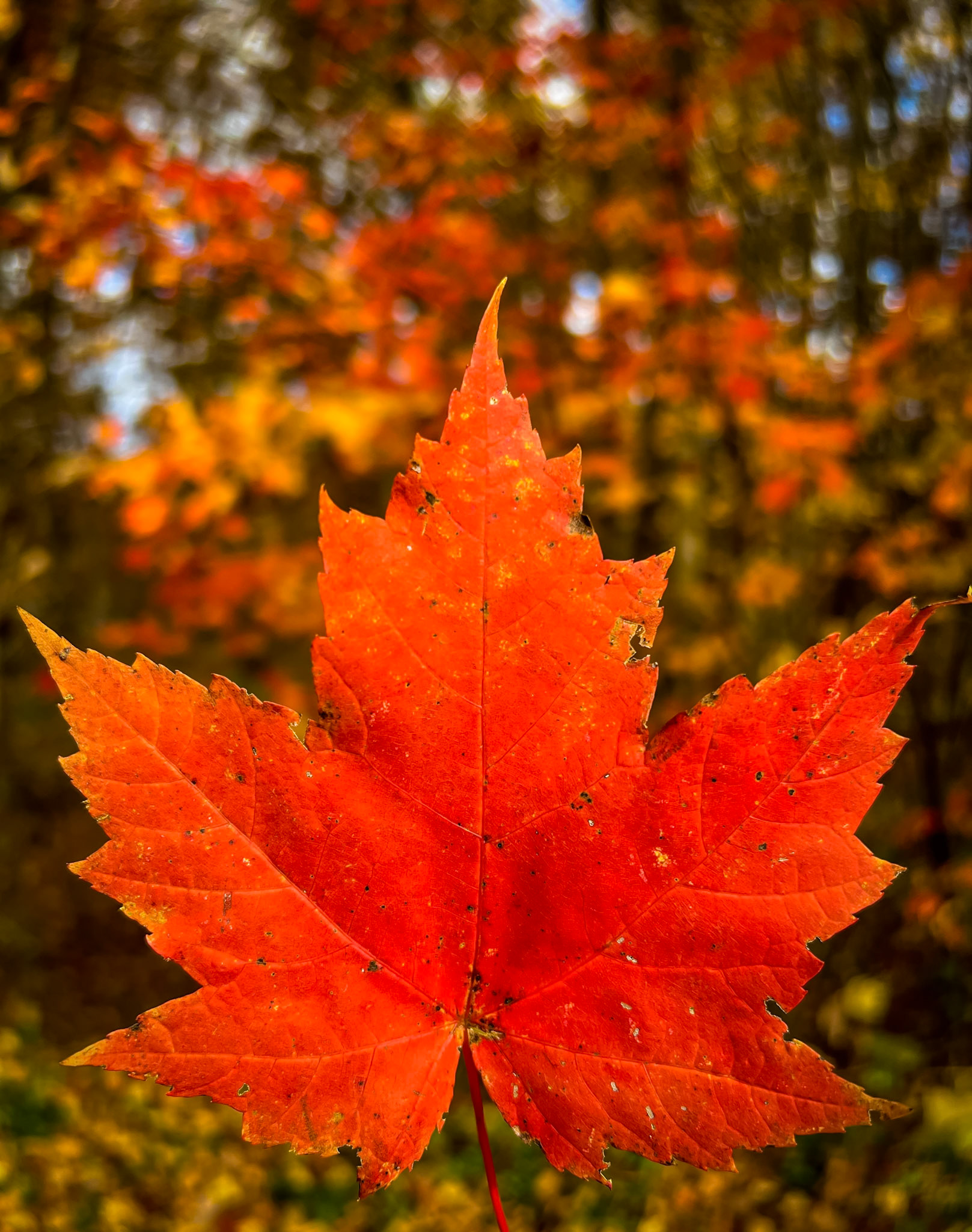 Red Autumn Leaf