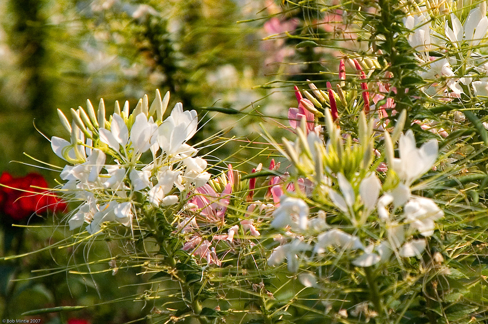 KONICA MINOLTA DIGITAL CAMERA