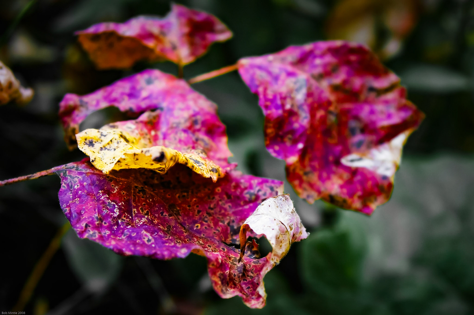 Fall Leaves