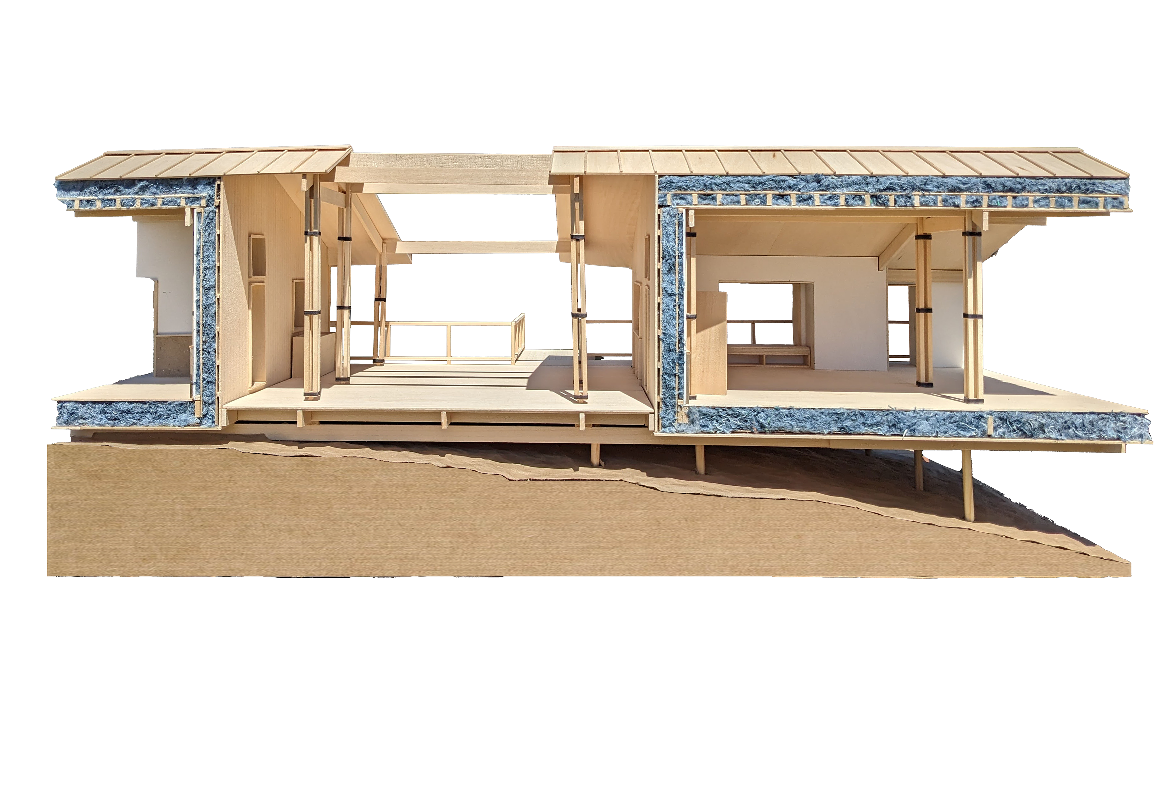 Longitudinal Section