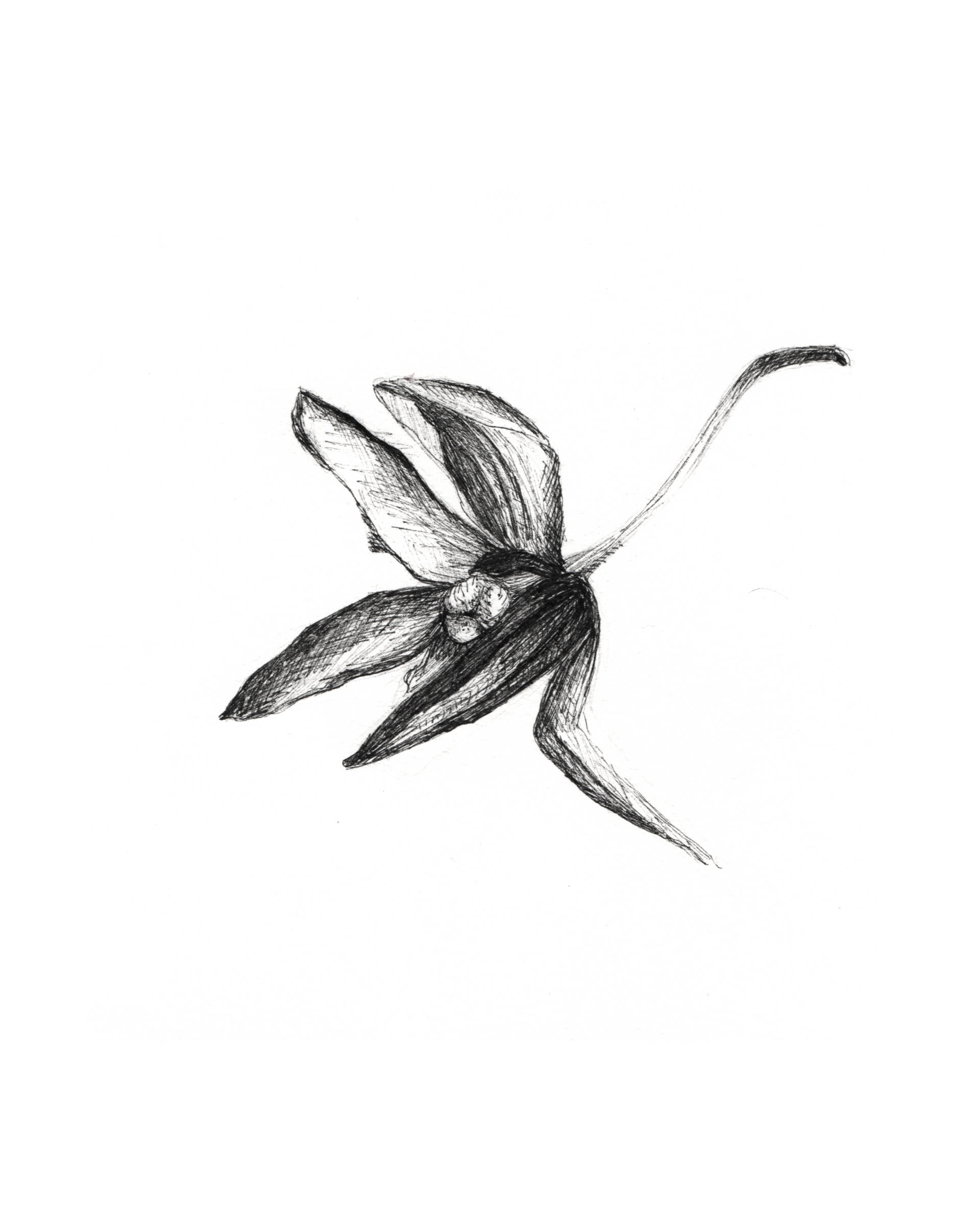 Raquel Ferreira, desenho com nanquim, 2020, 17x16cm