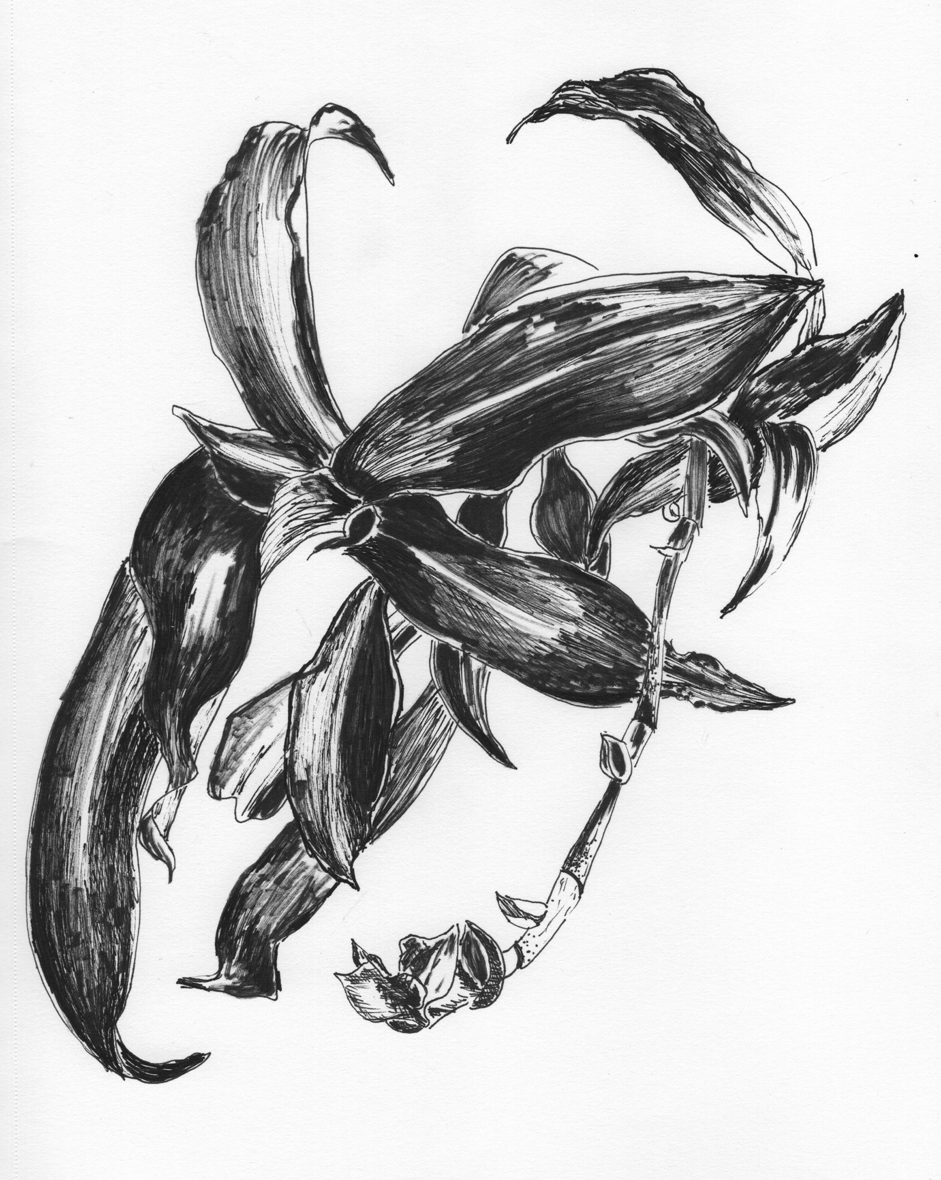 Raquel Ferreira, desenho com nanquim, 2021 - "Sem título" 28x20cm