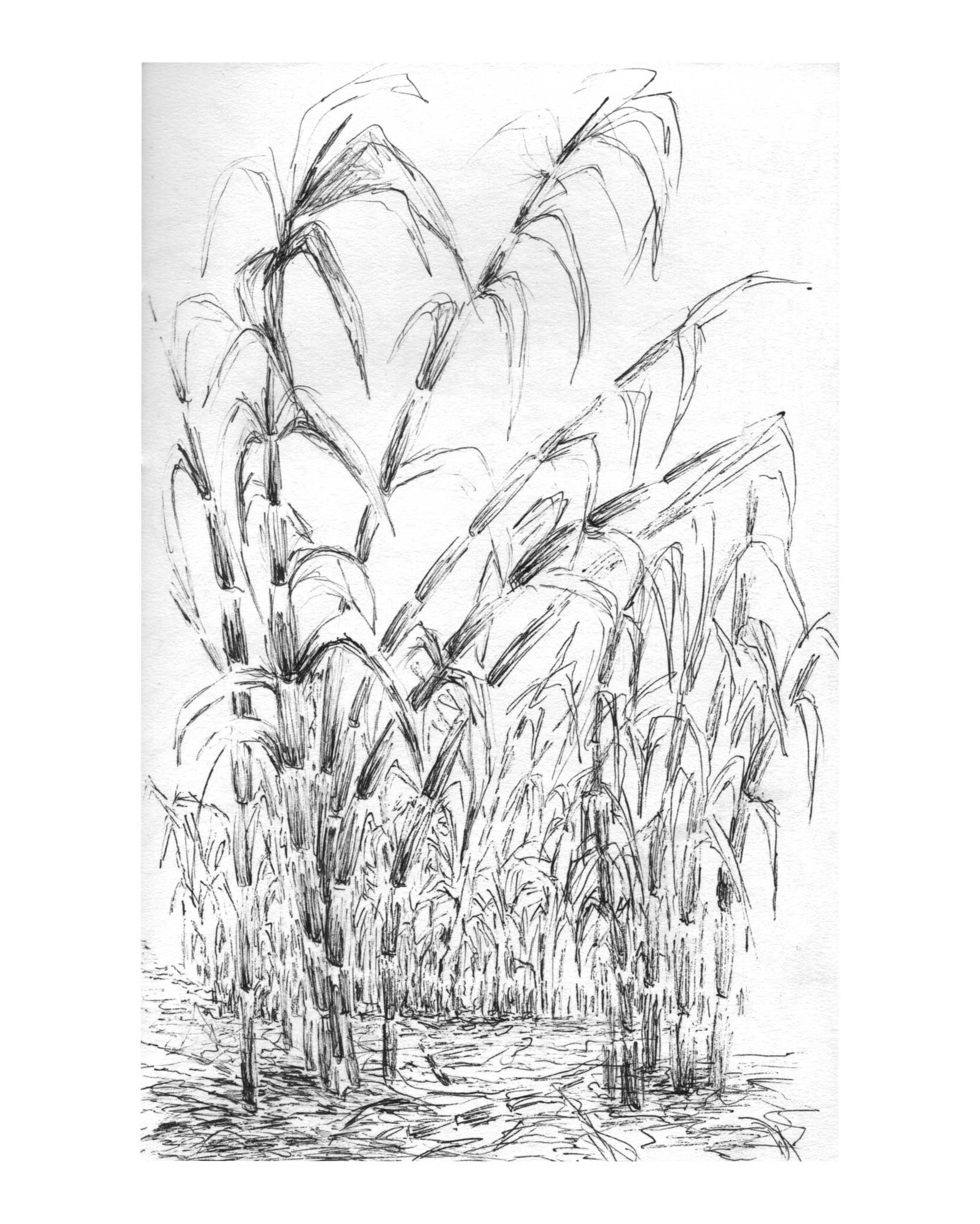 Raquel Ferreira, desenho de estudo, 2019 - 21x14cm