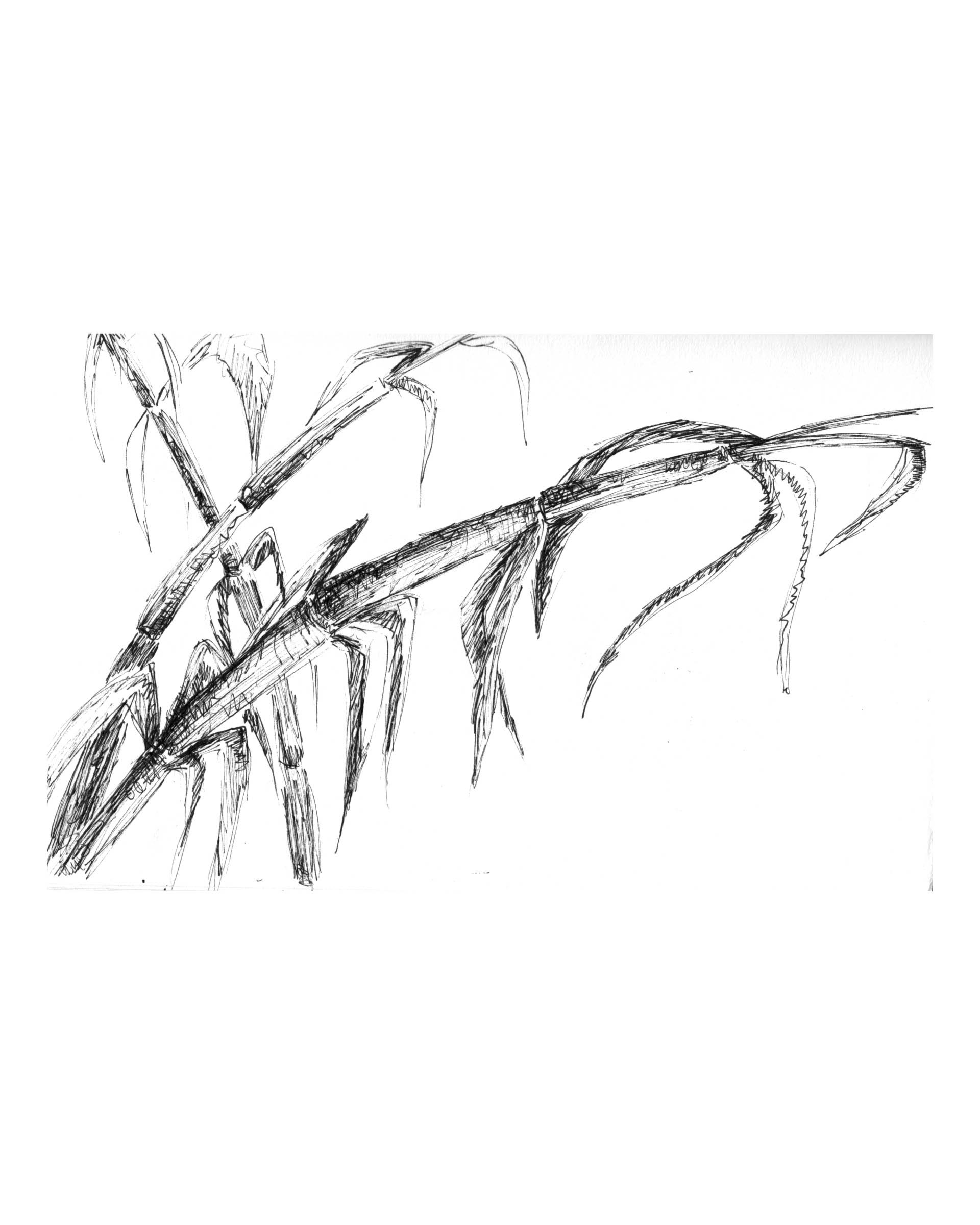 Raquel Ferreira, desenho de estudo, 2019 - 21x14cm