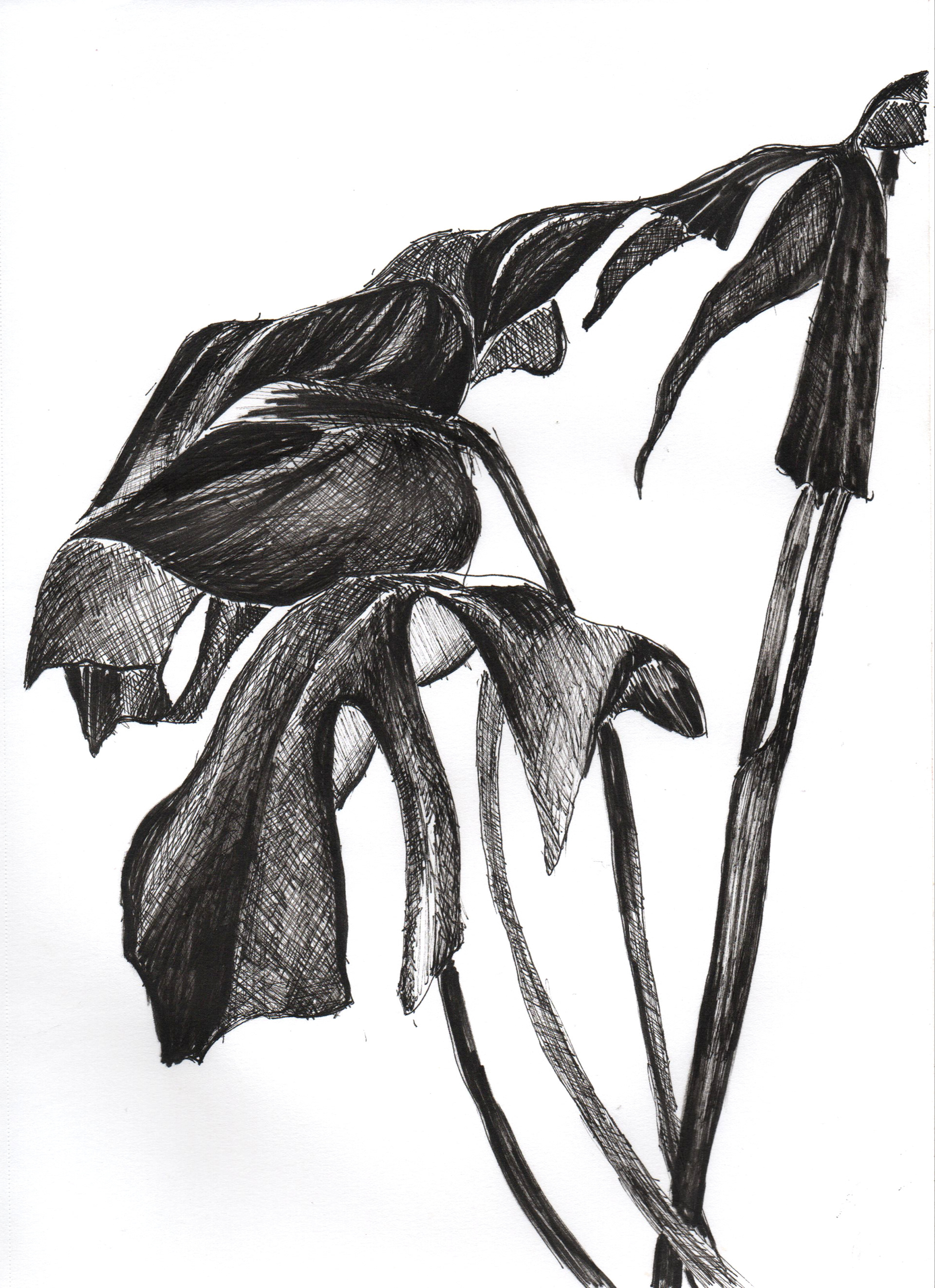 Raquel Ferreira, desenho com nanquim, 2021 - "Costela de adão" 28x20cm