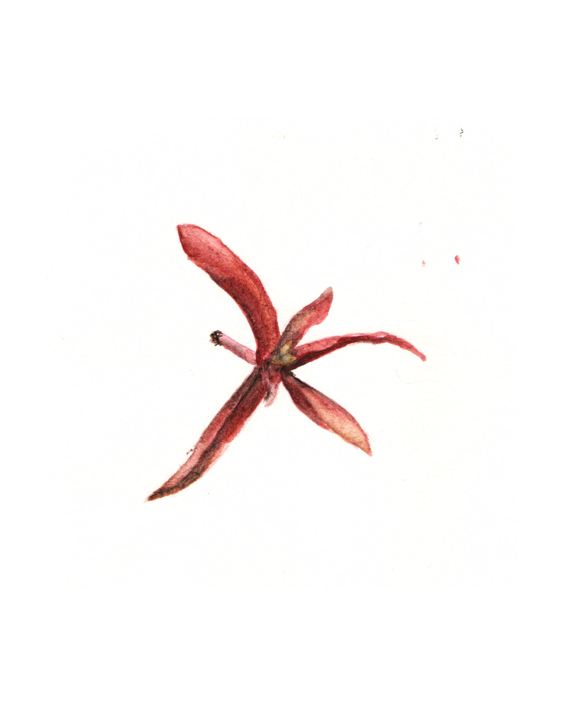 Raquel Ferreira, aquarela sobre papel, 2020, 19x16cm