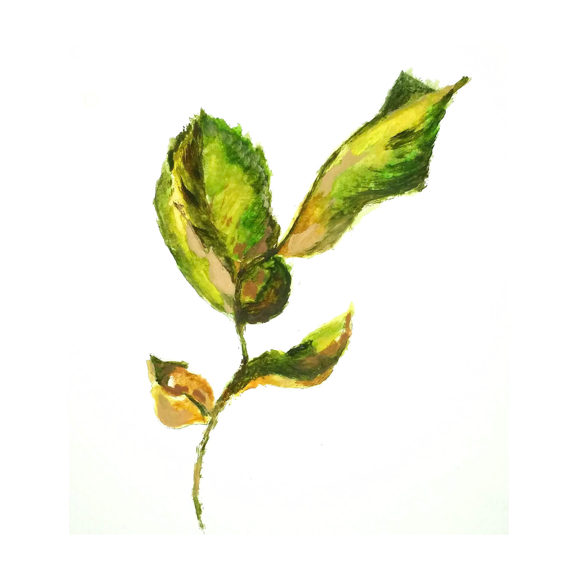 Raquel Ferreira, aquarela sobre papel, 2020, 17x16cm