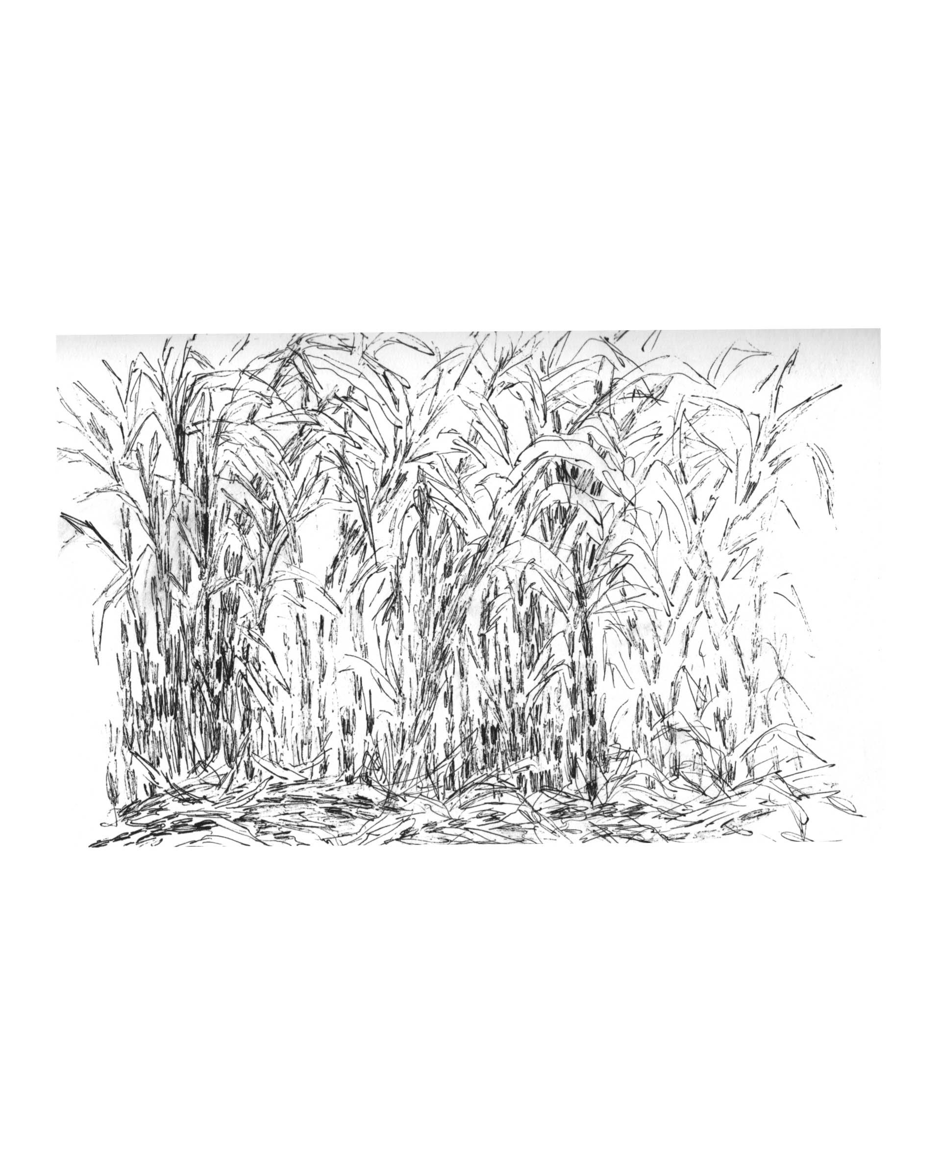 Raquel Ferreira, desenho de estudo, 2019 - 21x14cm