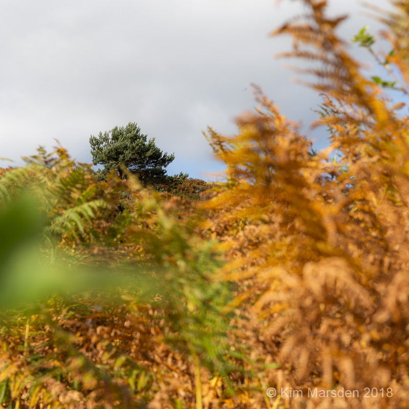 Autumn over Farndale