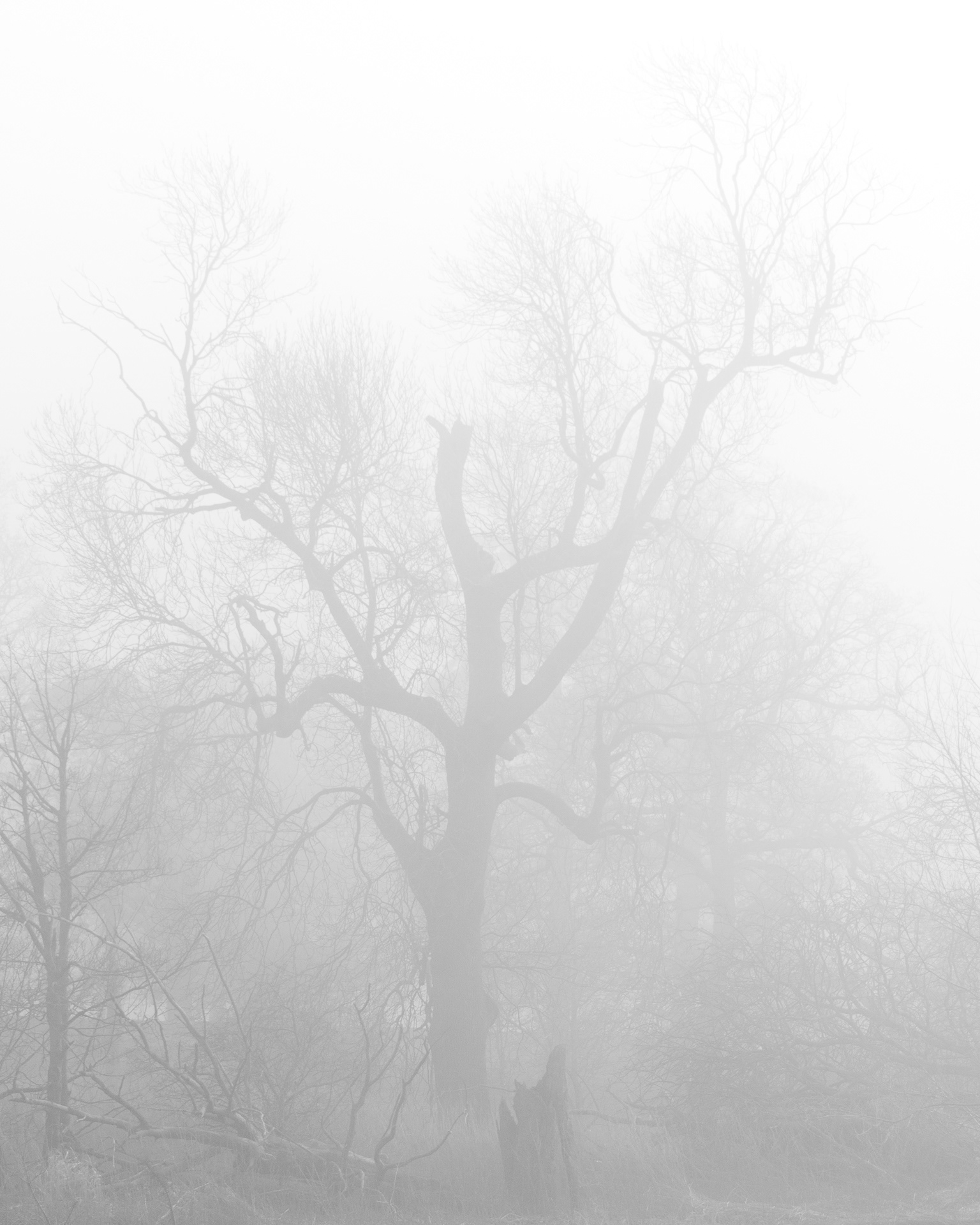 Misty morning - River Ouse
