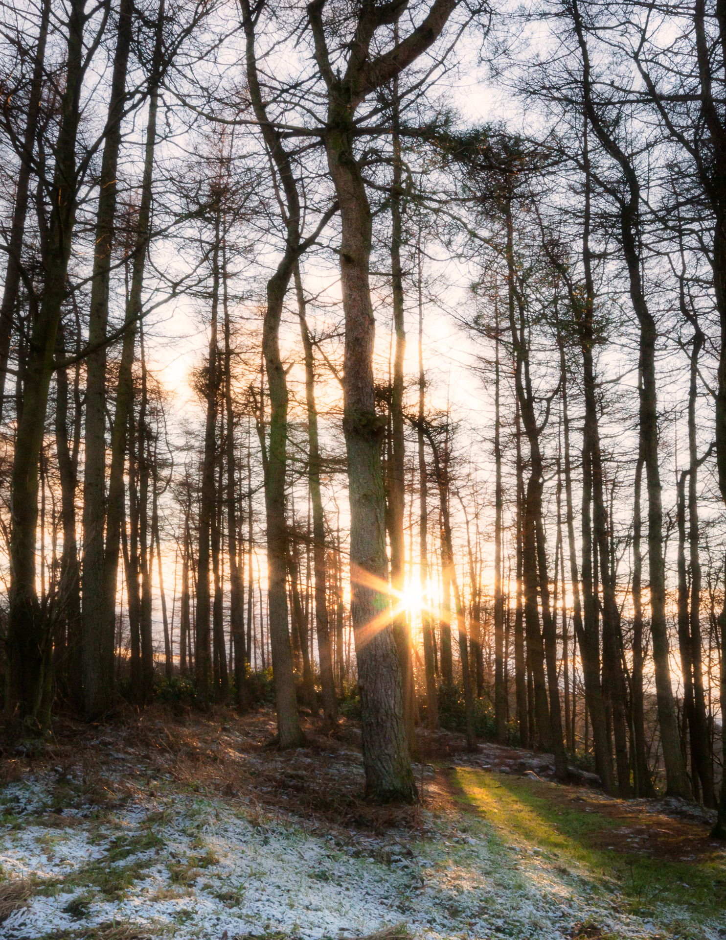 Keldy Forest frosty dawn