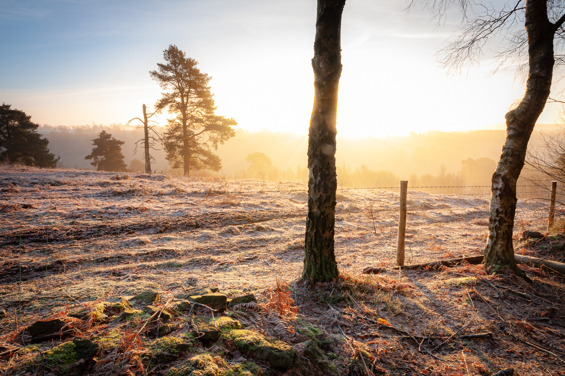 Keldy Forest frosty dawn
