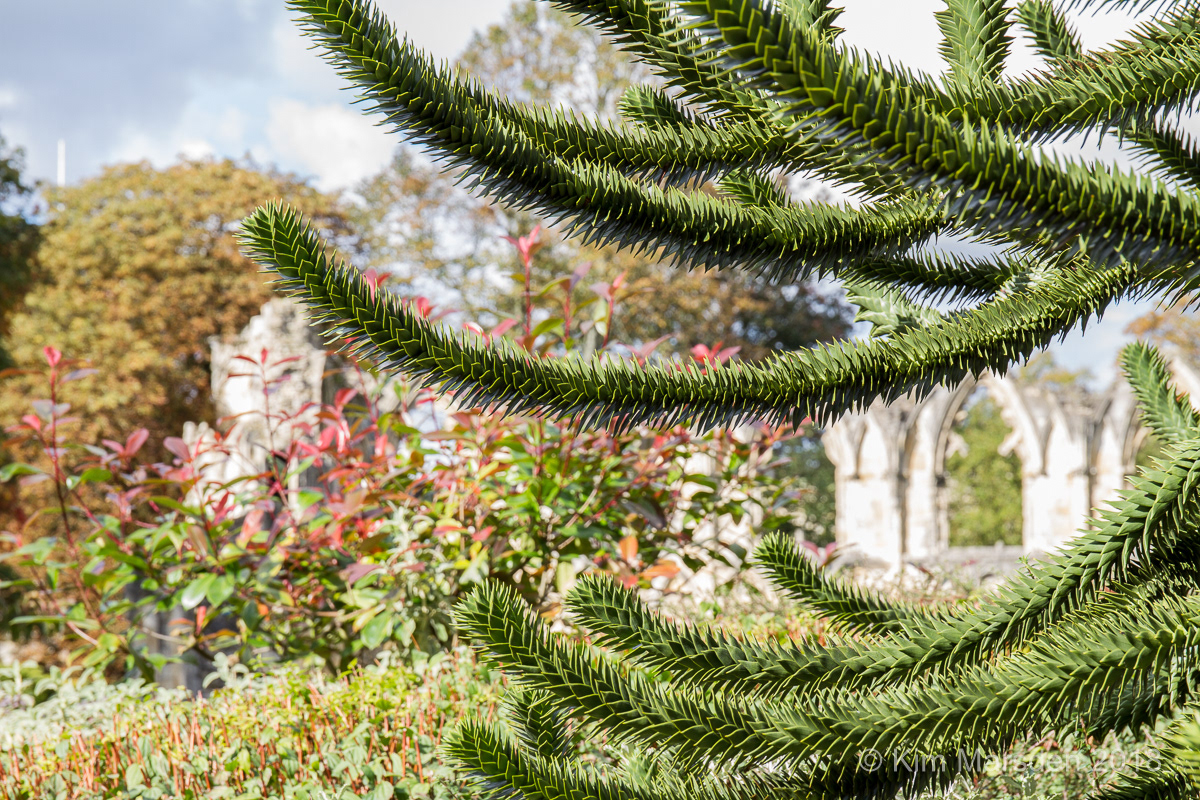 St Mary's Abbey - York - first built in 1088. The ruins we now see are all that remains of one of the wealthiest and most powerful Benedictine monasteries in England.