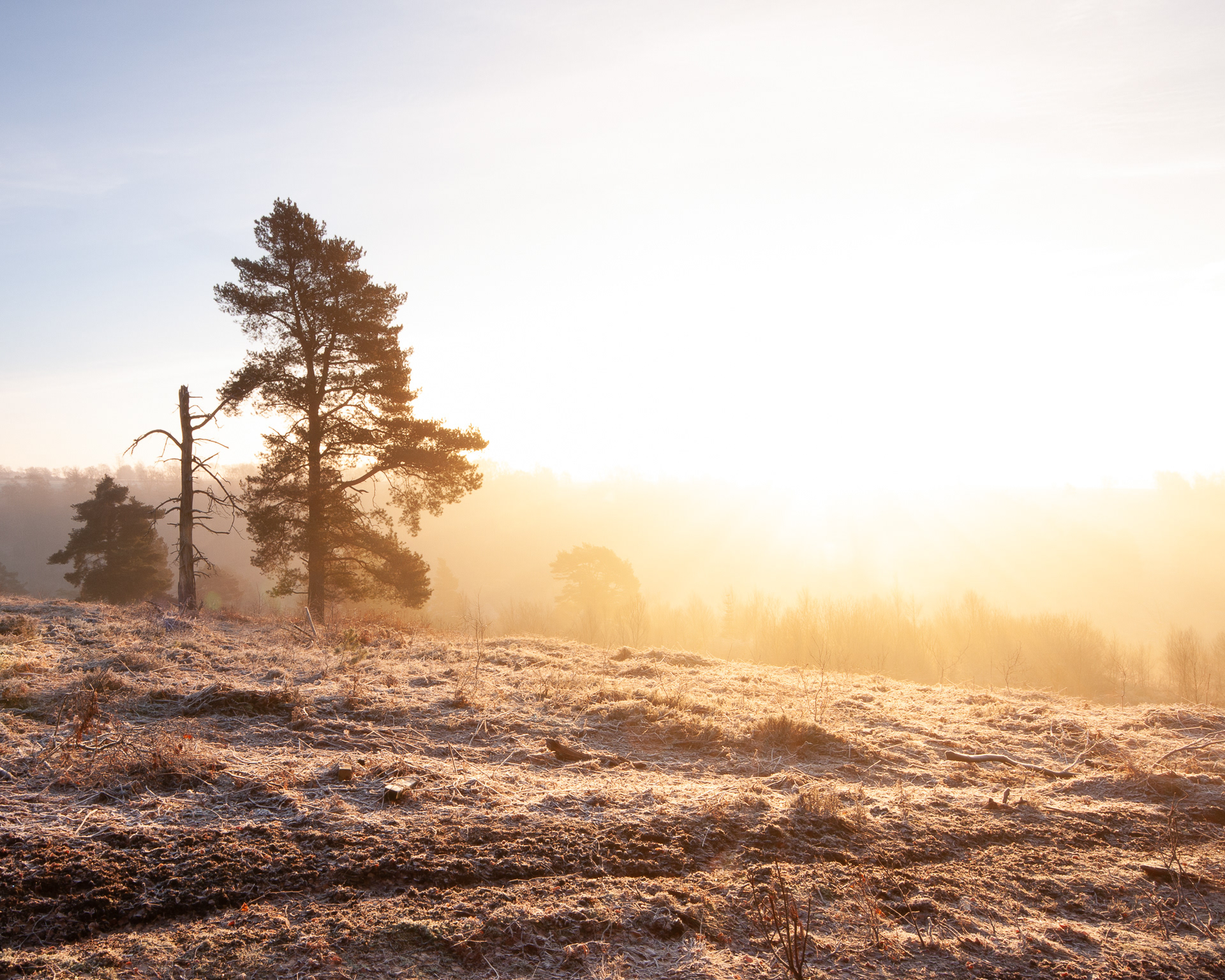 Keldy Forest frosty dawn