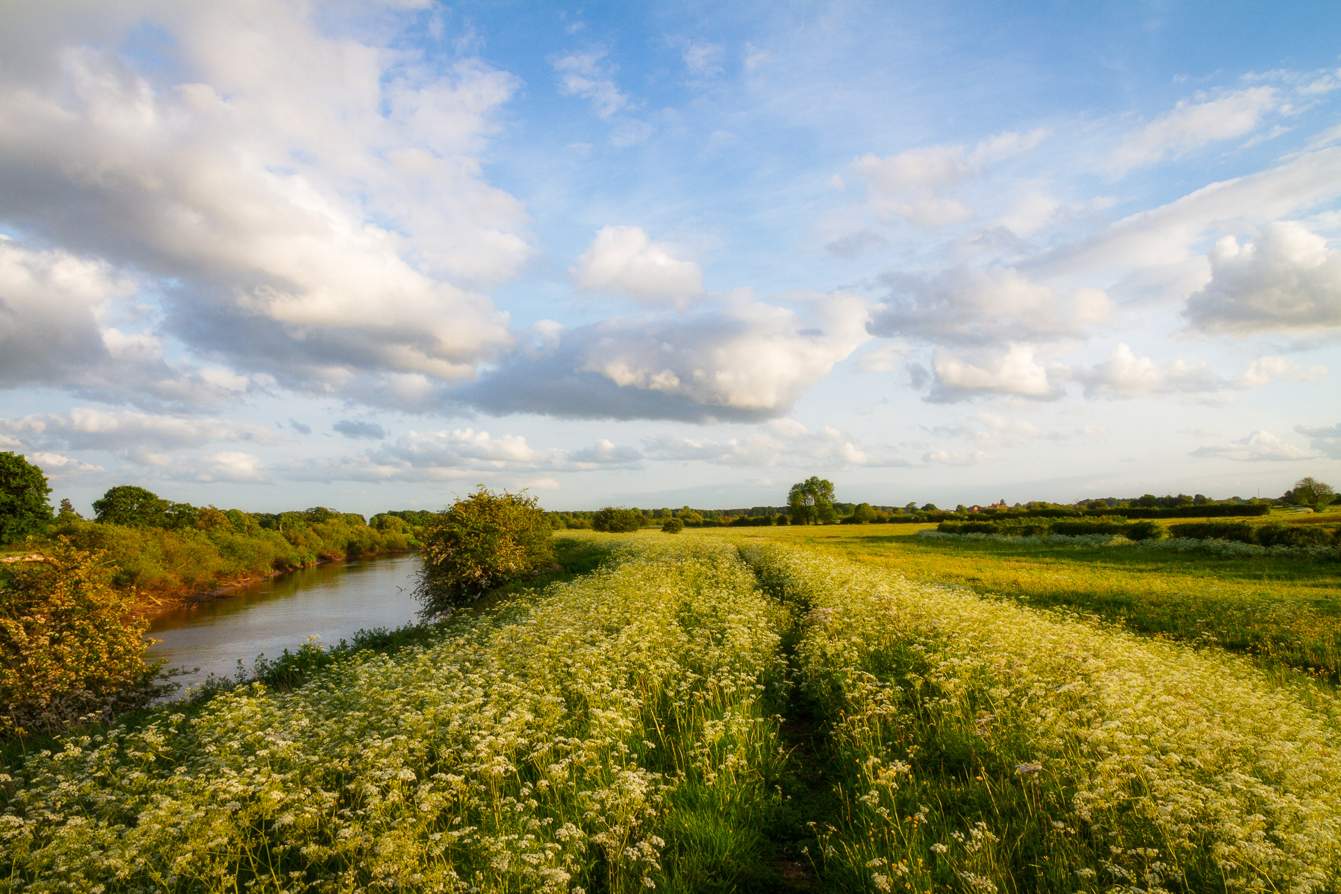 River Ouse - Acaster Malbis