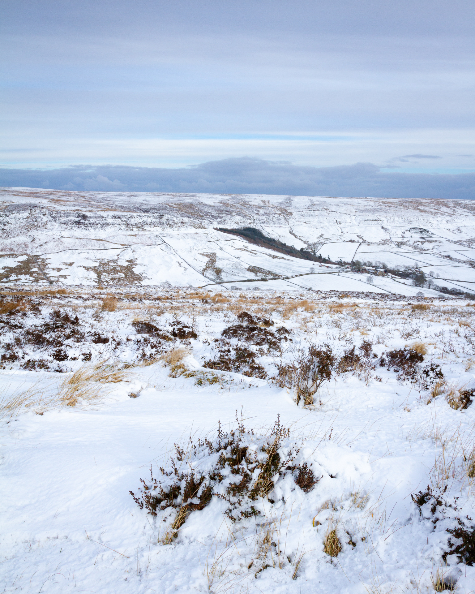 Snowy Rosedale