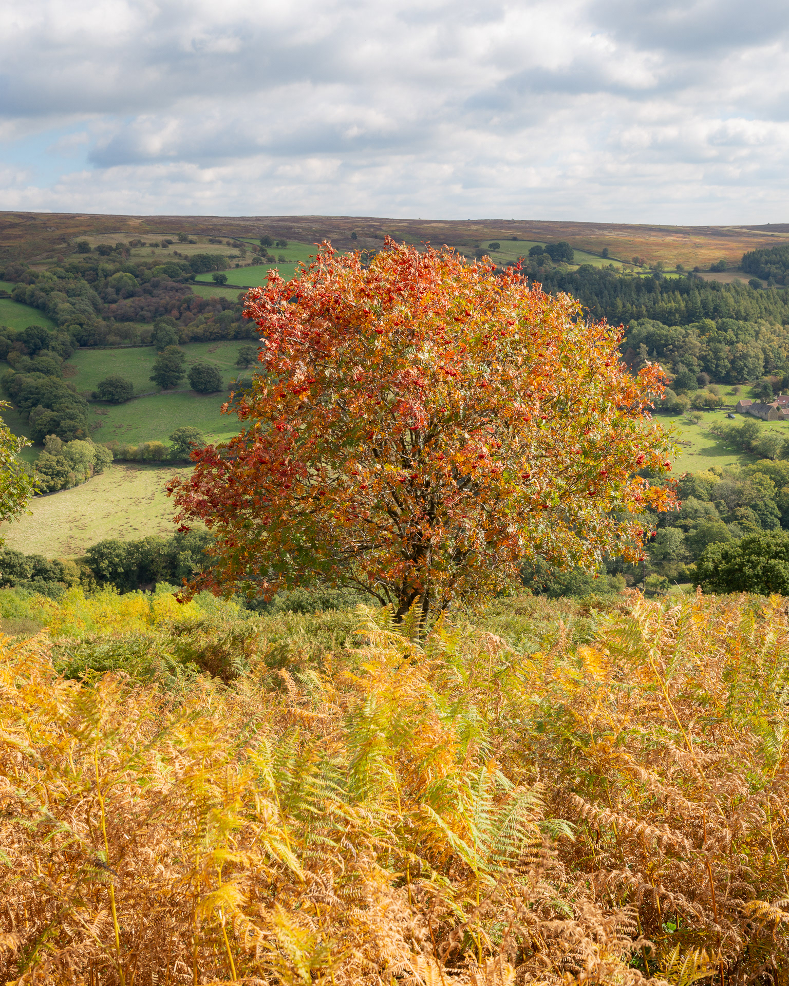 Autumn over Farndale