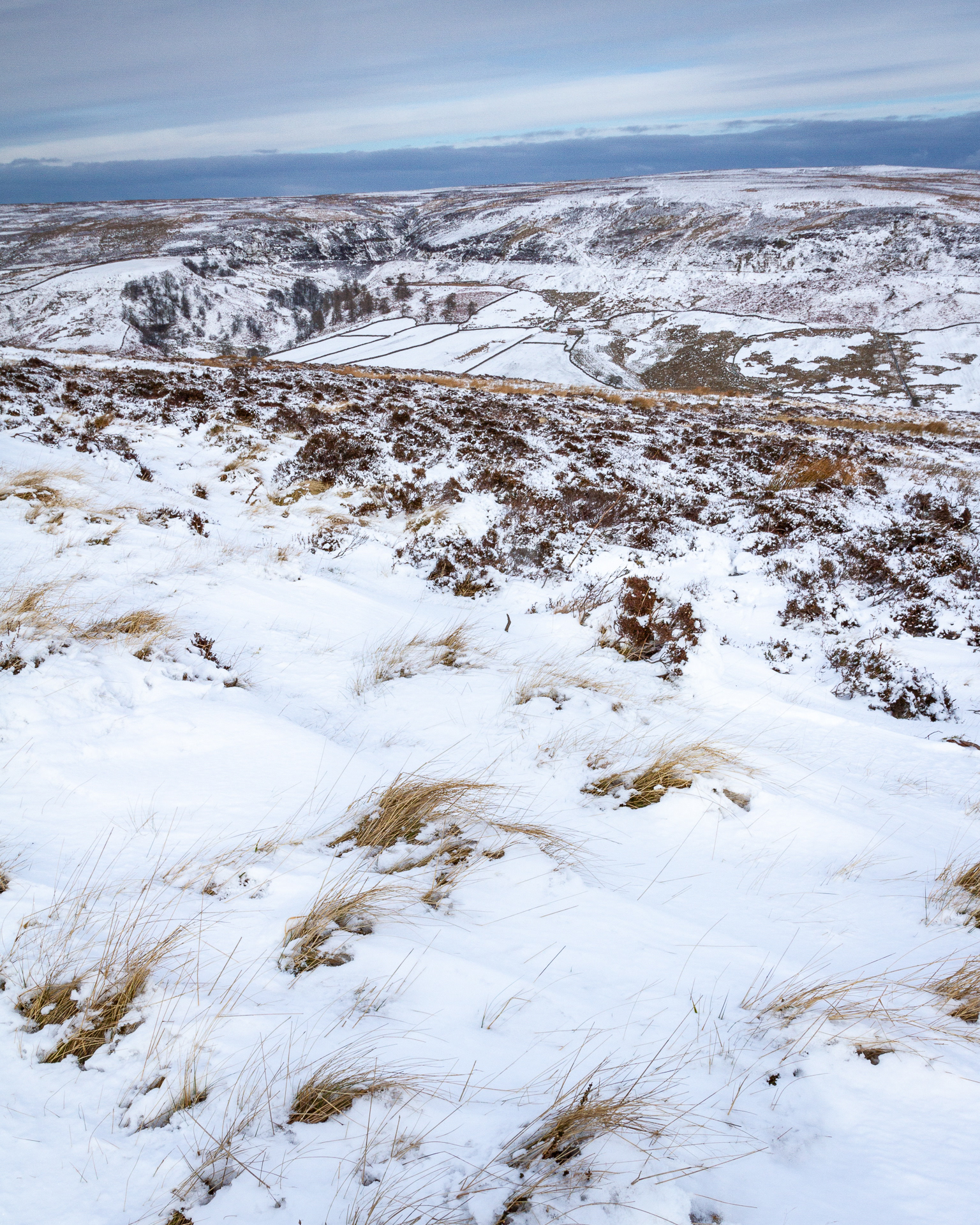 Snowy Rosedale