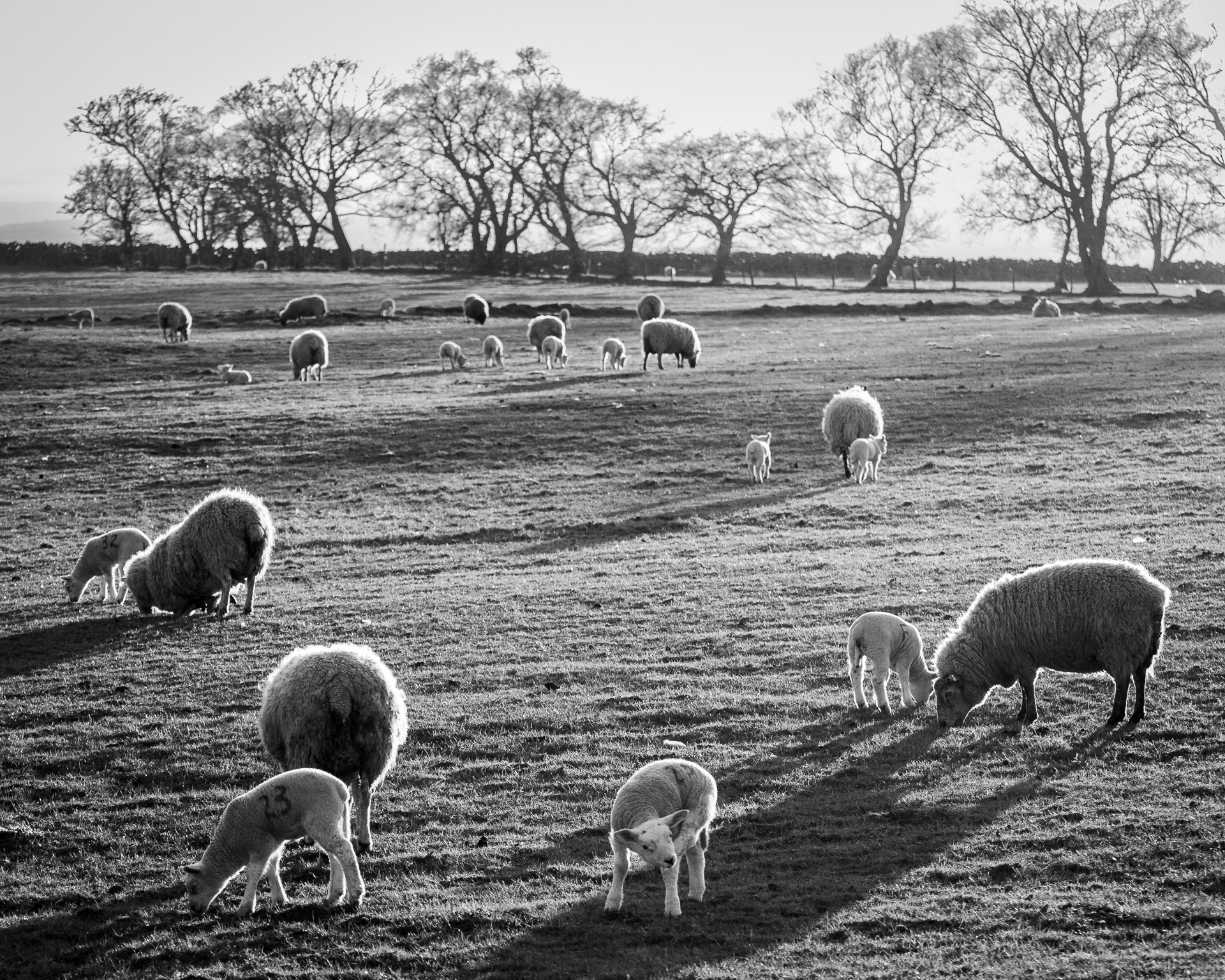 Sheep in low late evening light