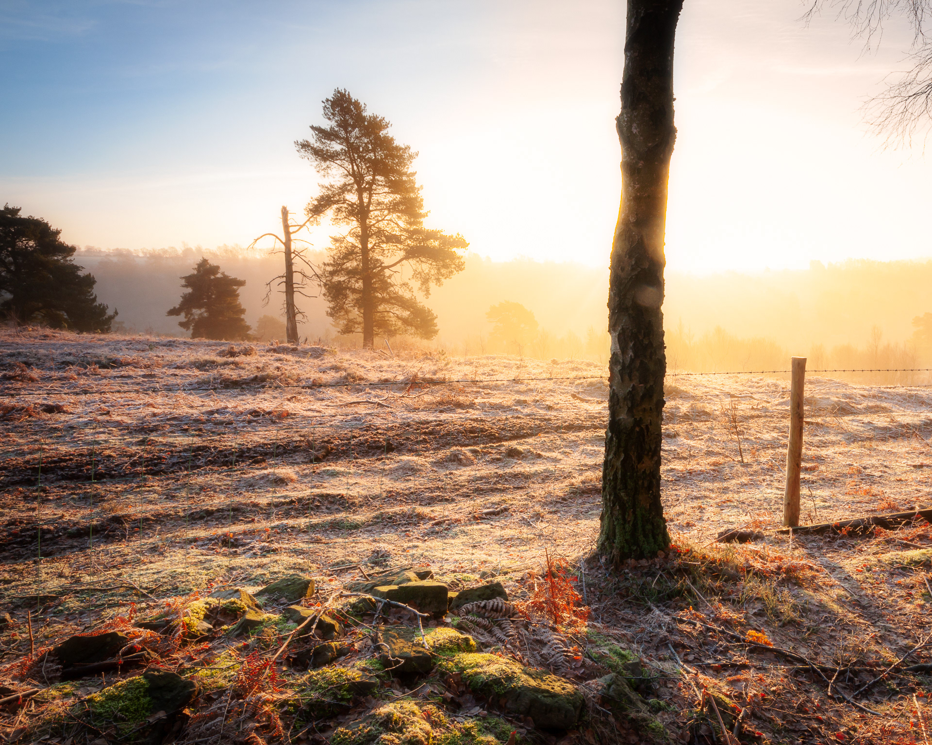 Keldy Forest frosty dawn
