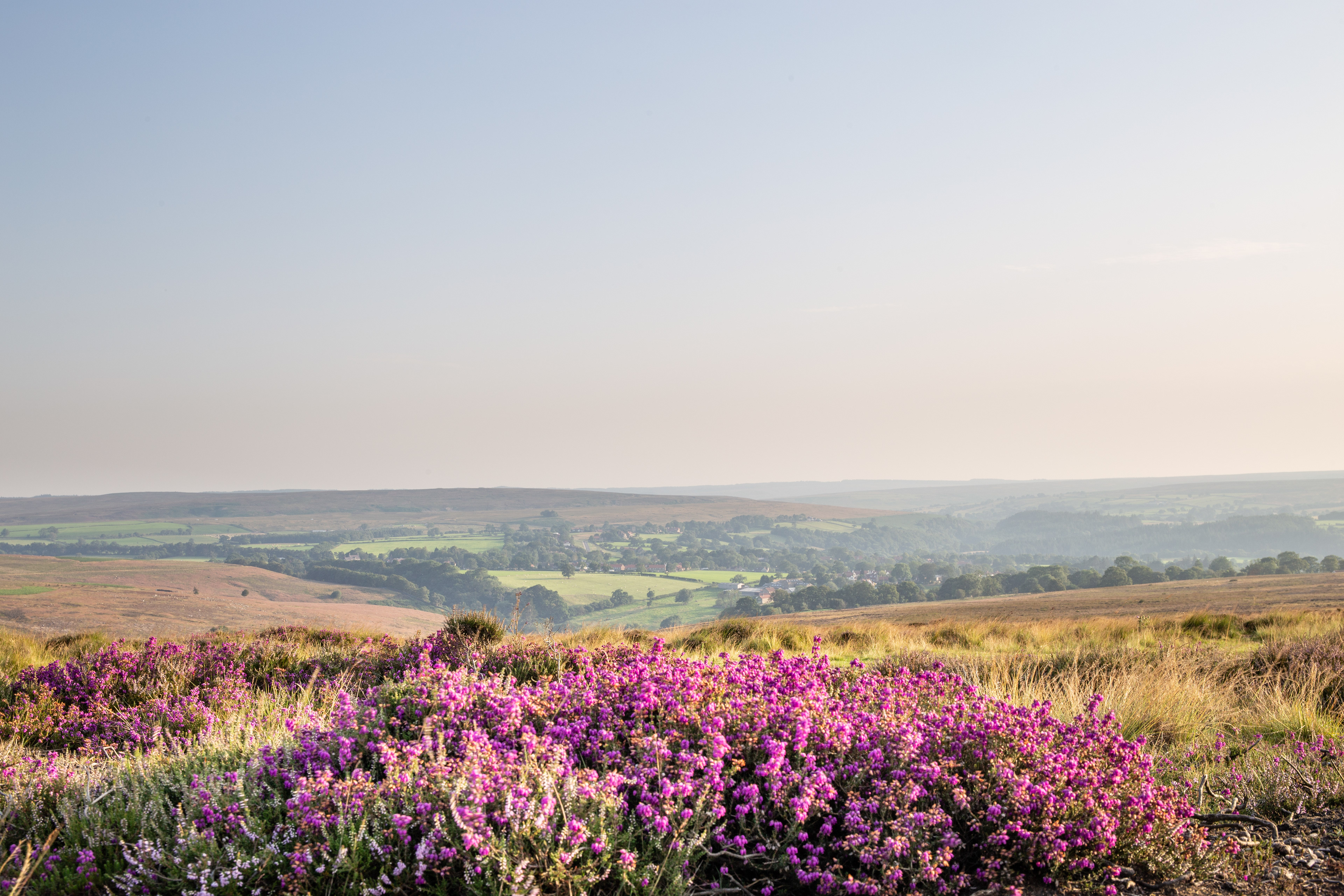 Heather above Goathland