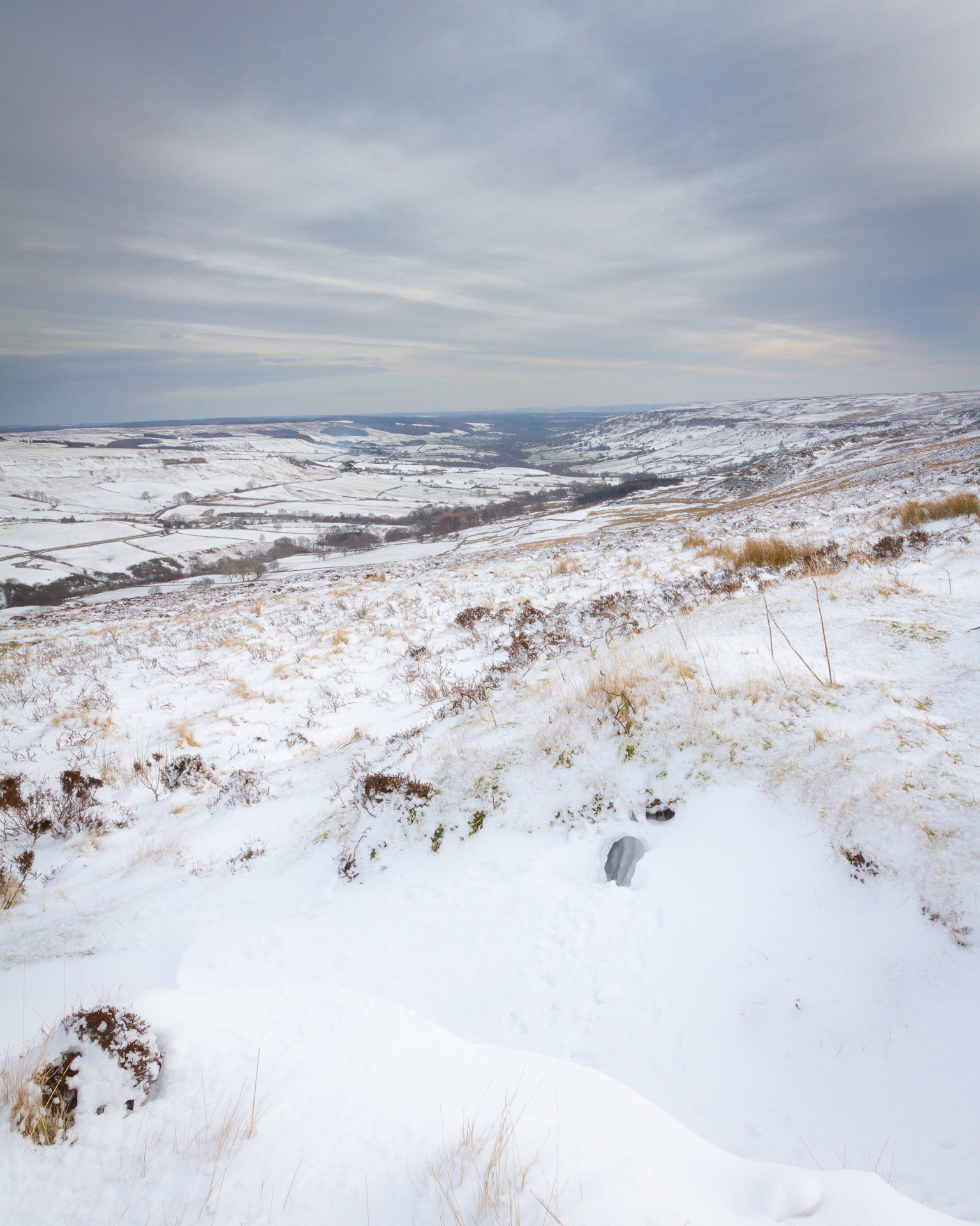 Snowy Rosedale