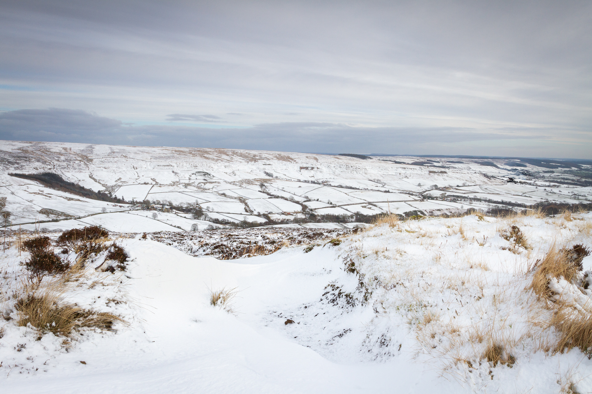 Snowy Rosedale