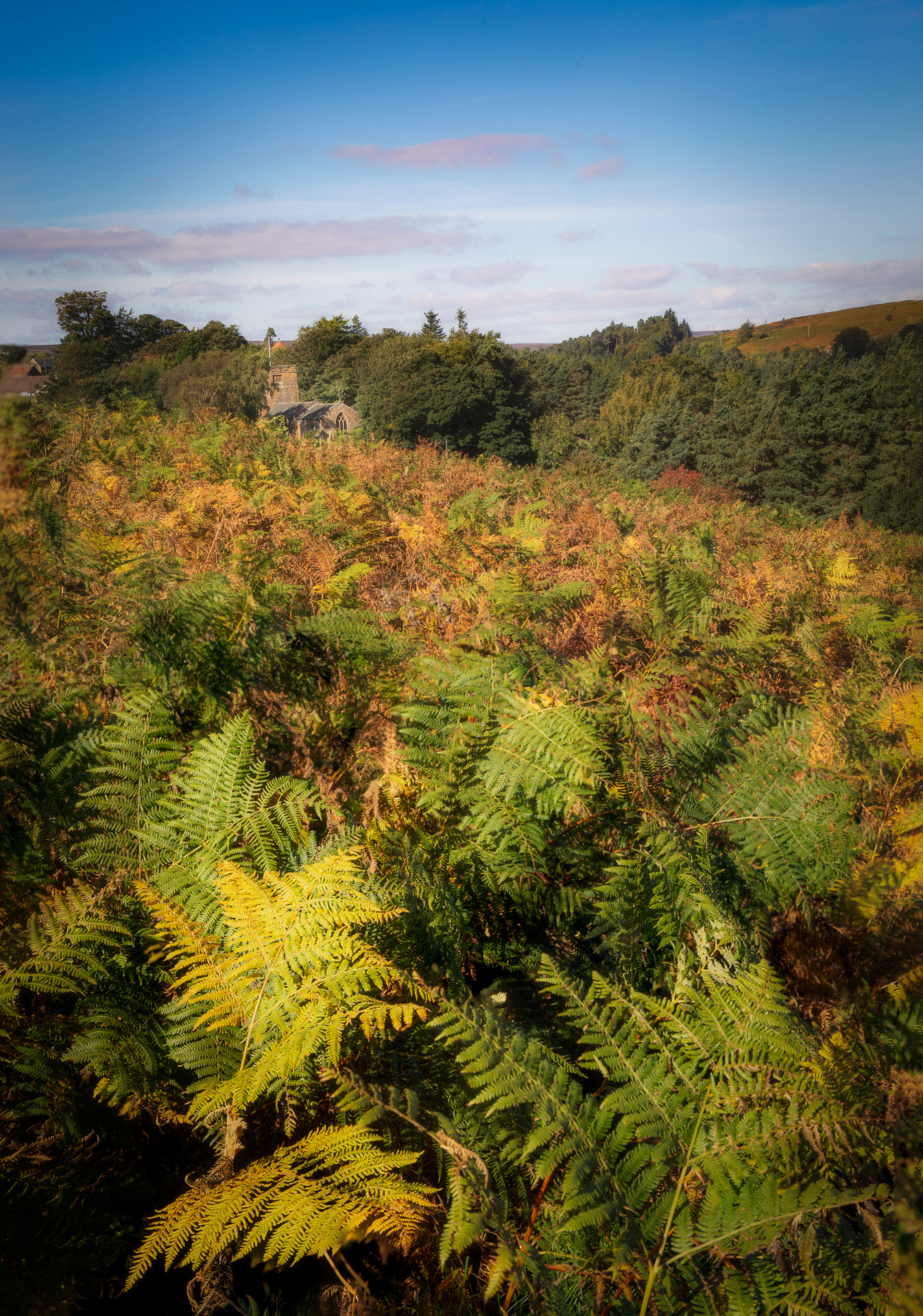 Autumn ferns nr Grosmont