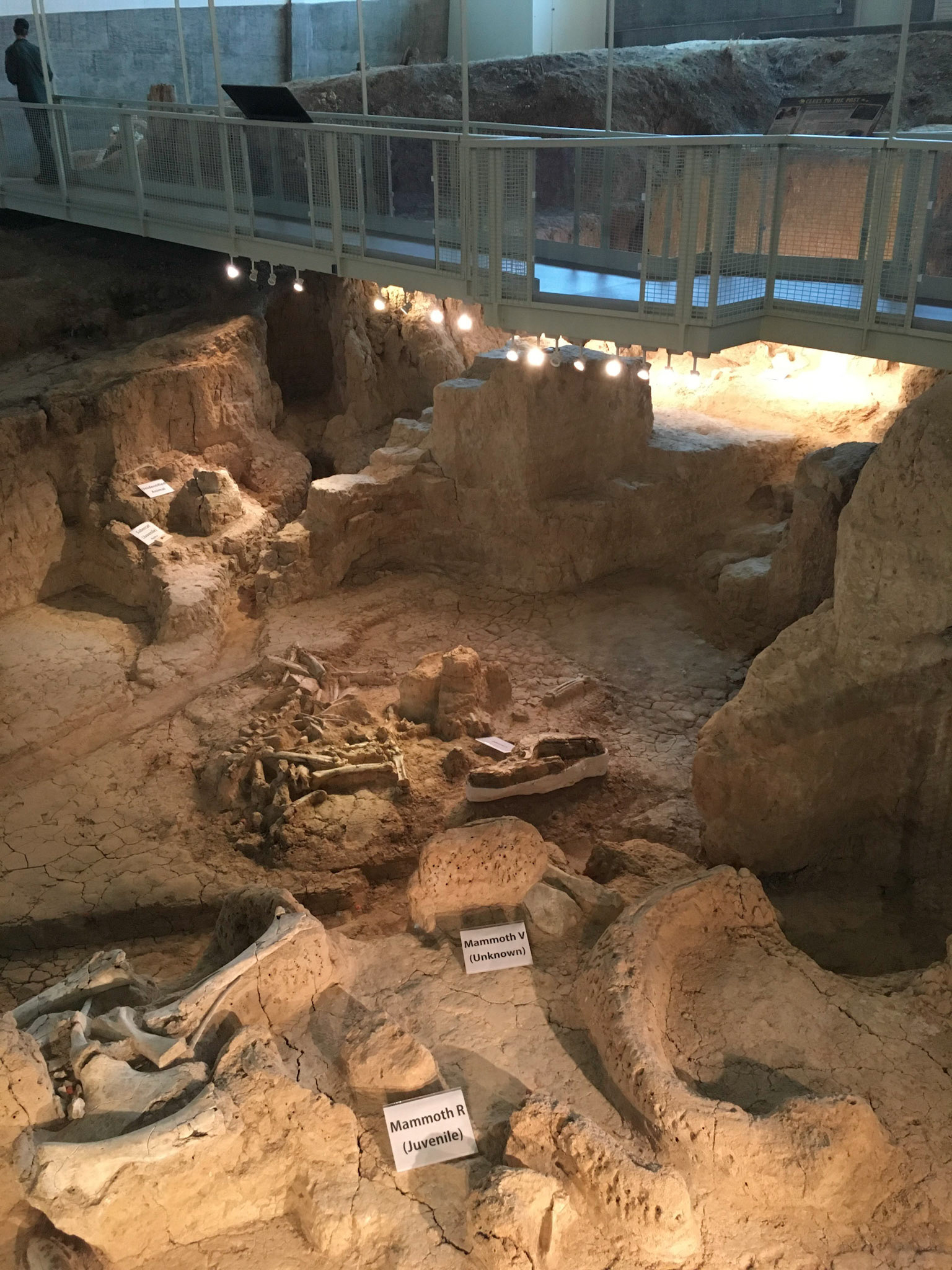 Waco Mammoth National Monument