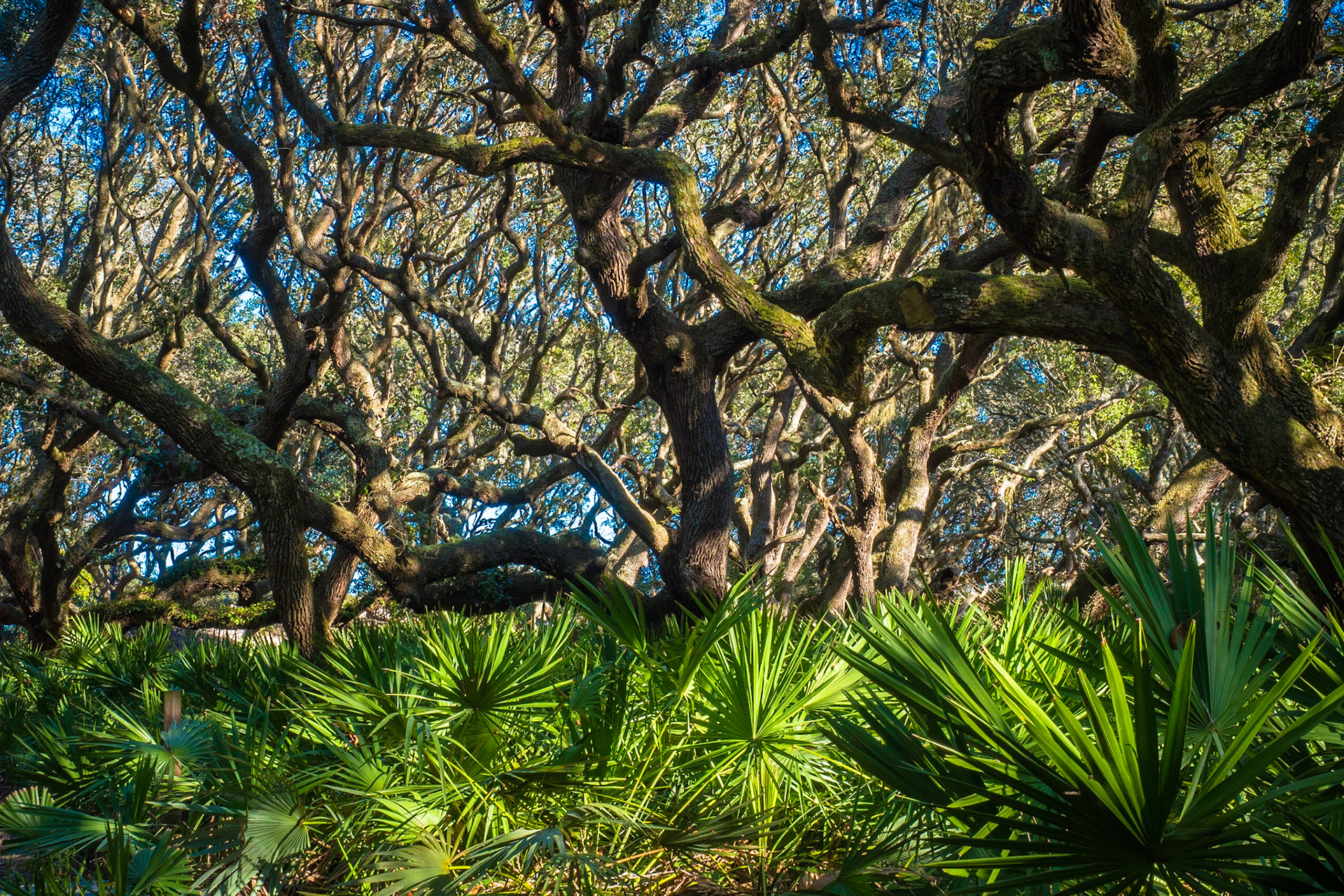 Cumberland Island National Seashore
