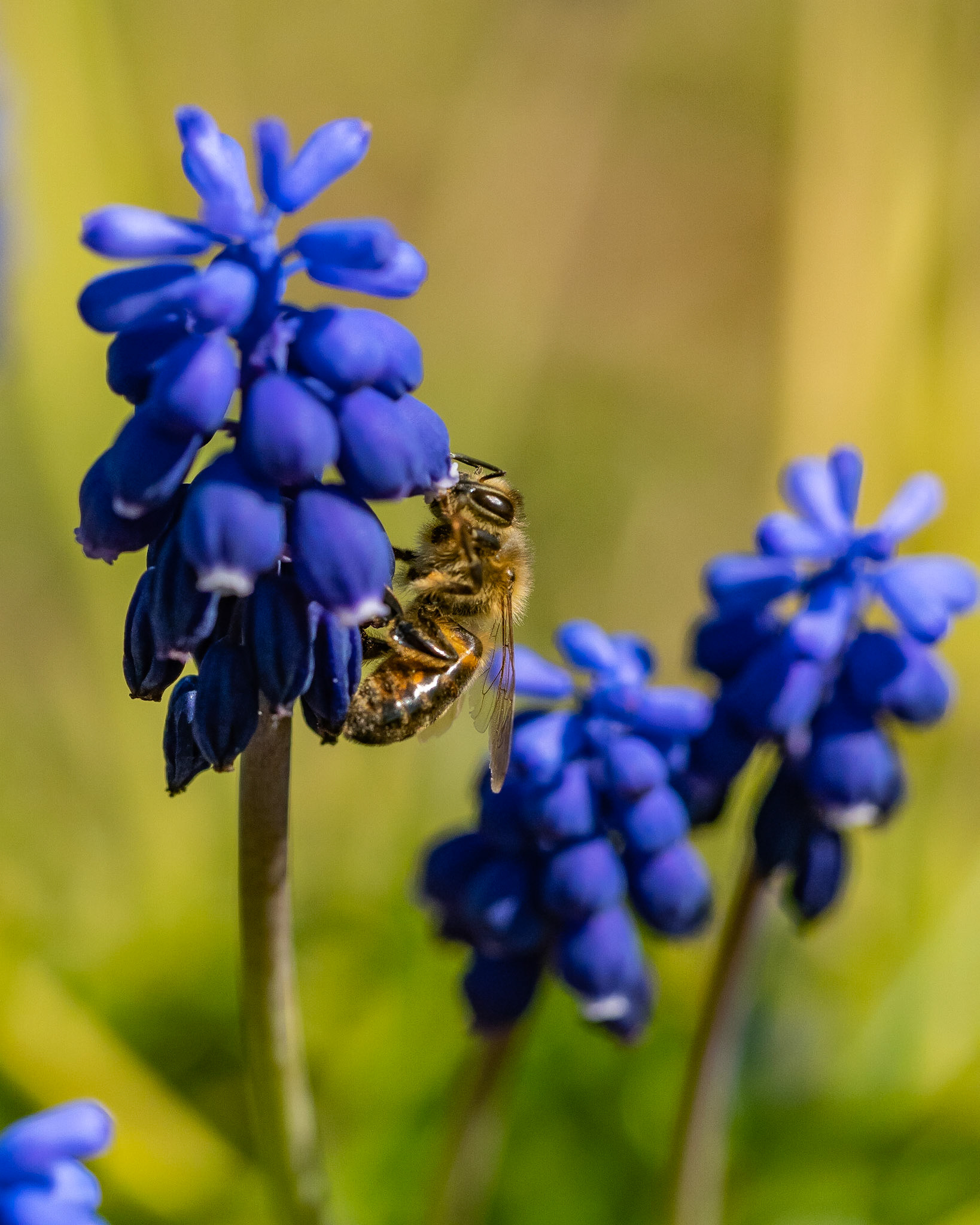 Chickasaw National Recreation Area