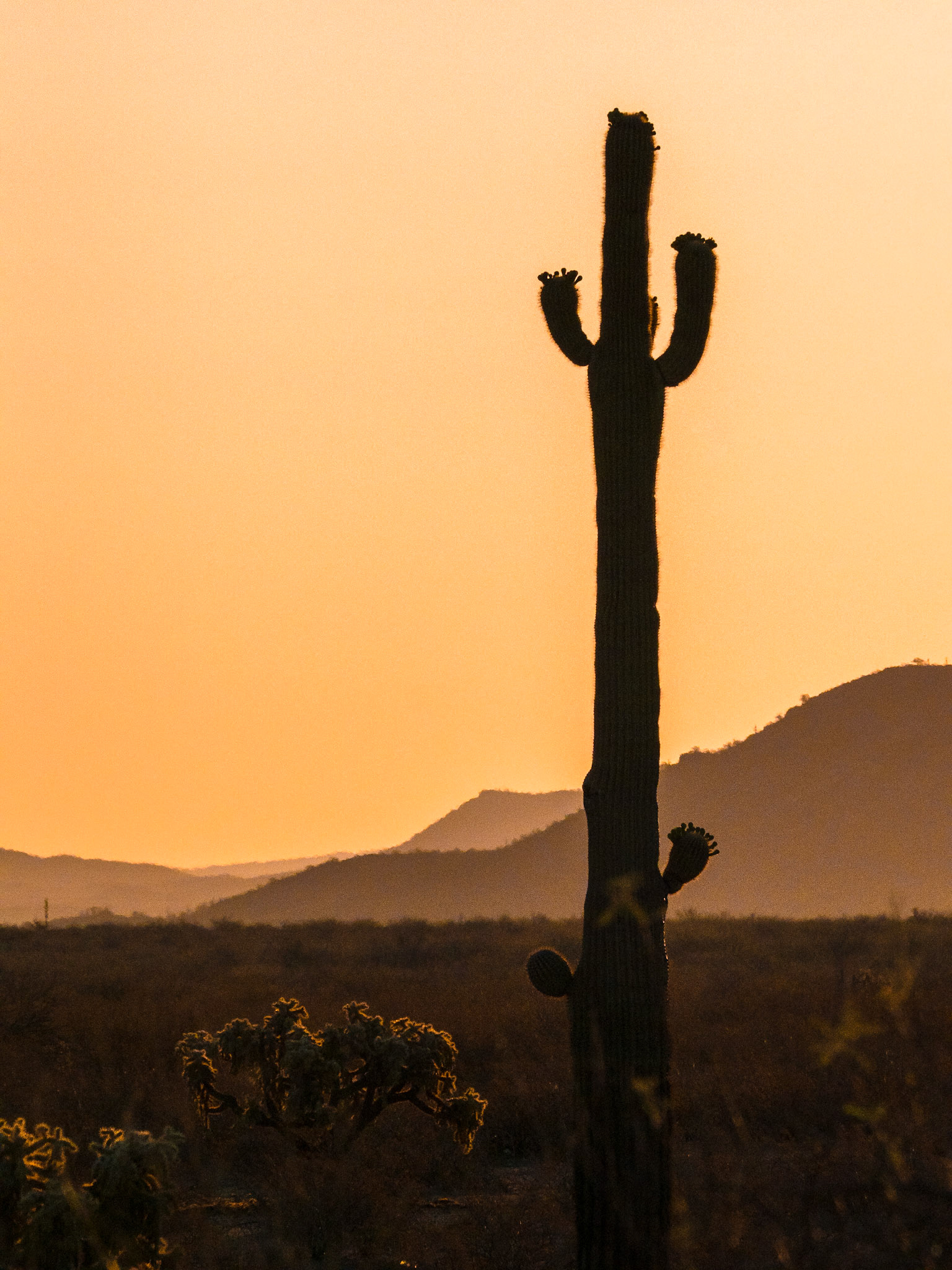 Organ Pipe Cactus National Monument