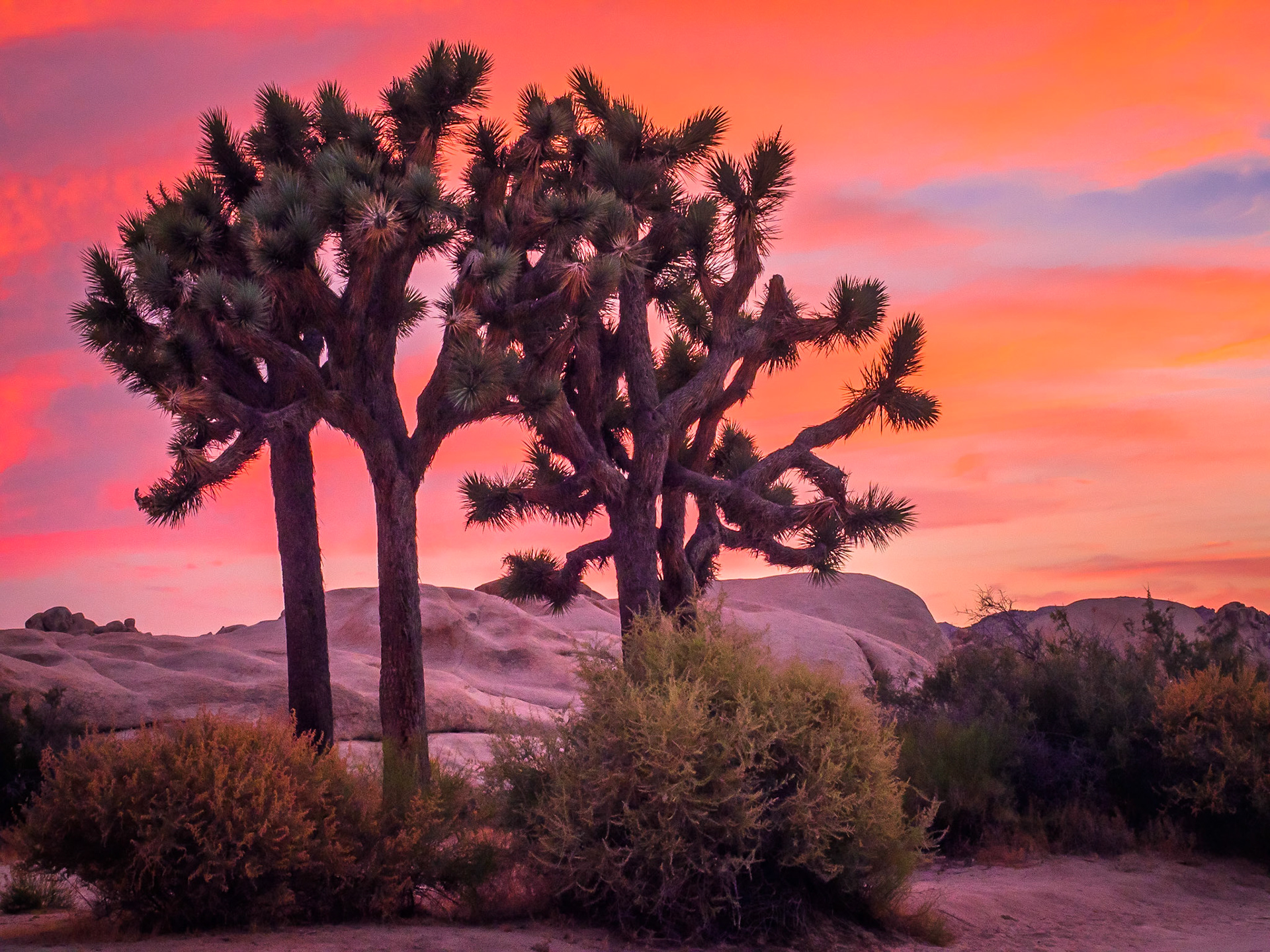 Joshua Tree National Park