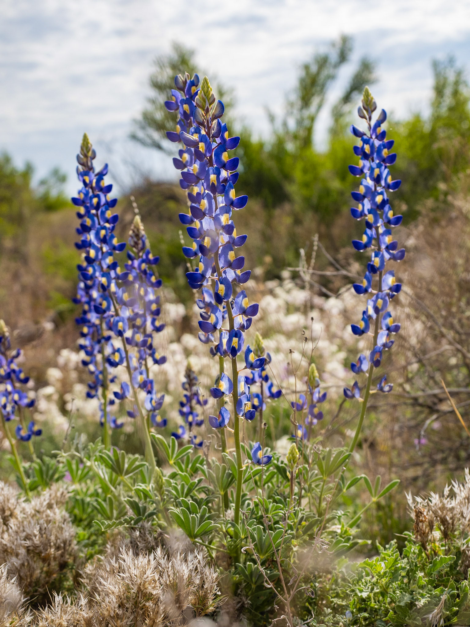Big Bend National Park