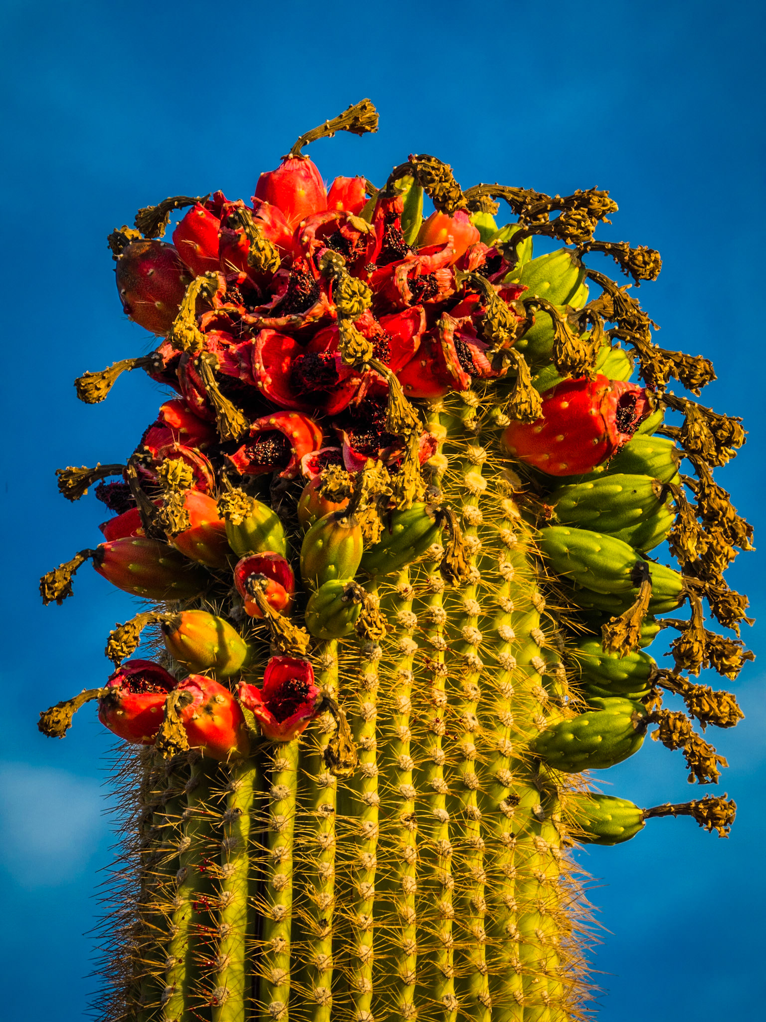 Saguaro National Park