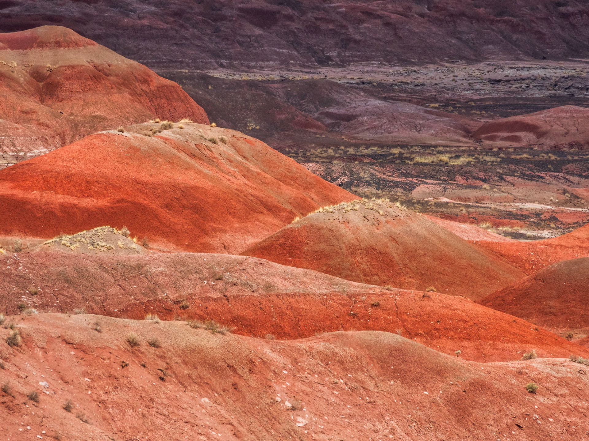 Petrified Forest National Park