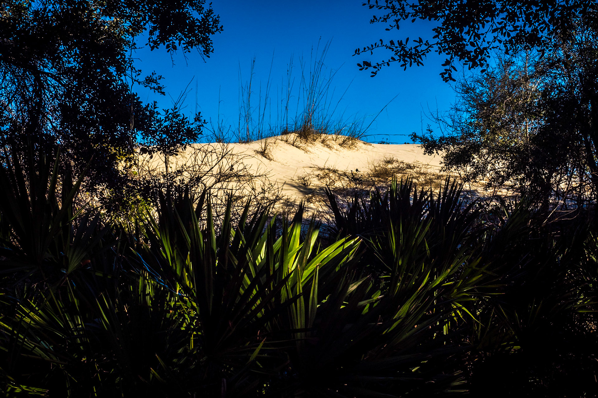 Cumberland Island National Seashore