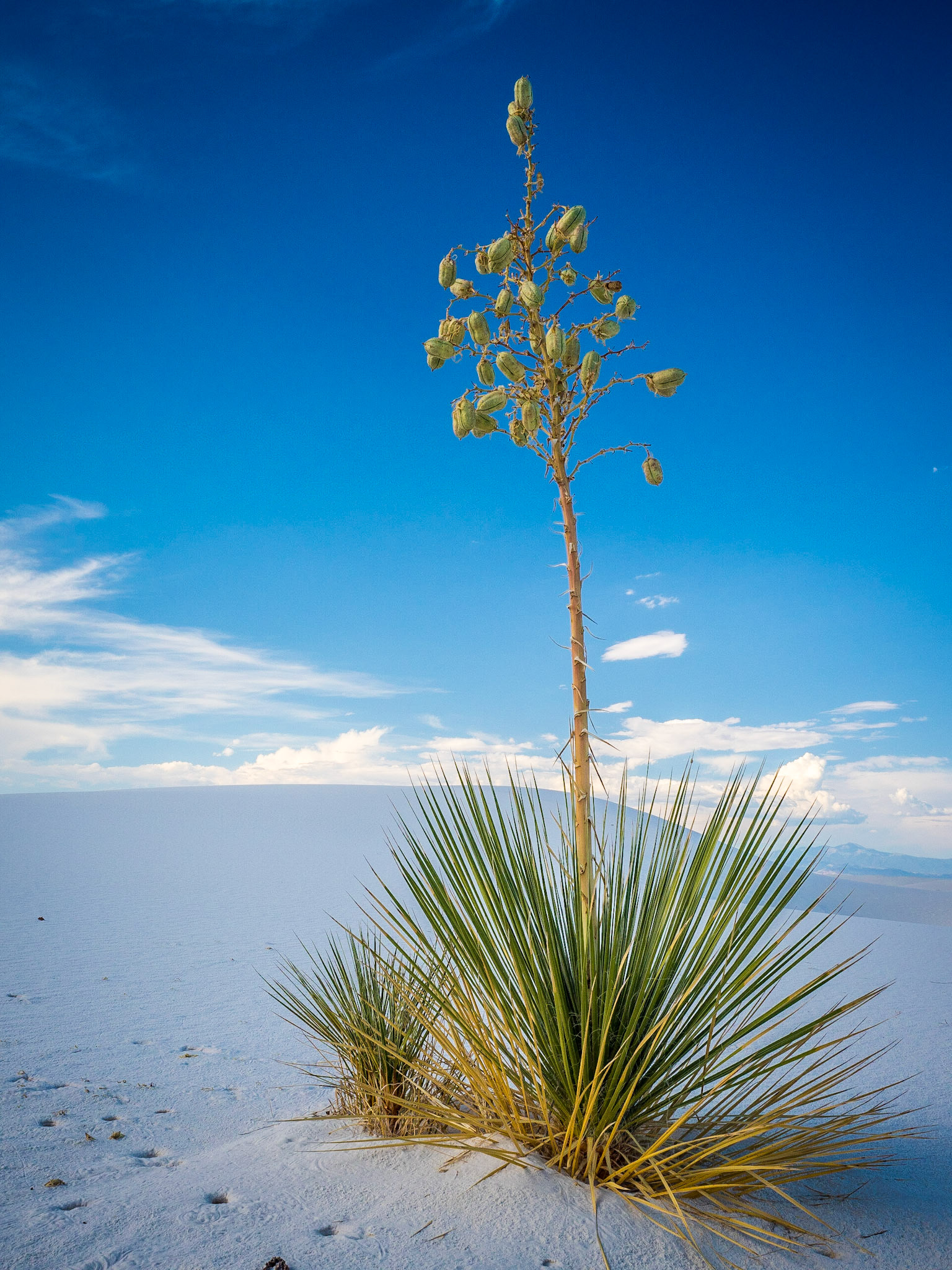 White Sands National Park