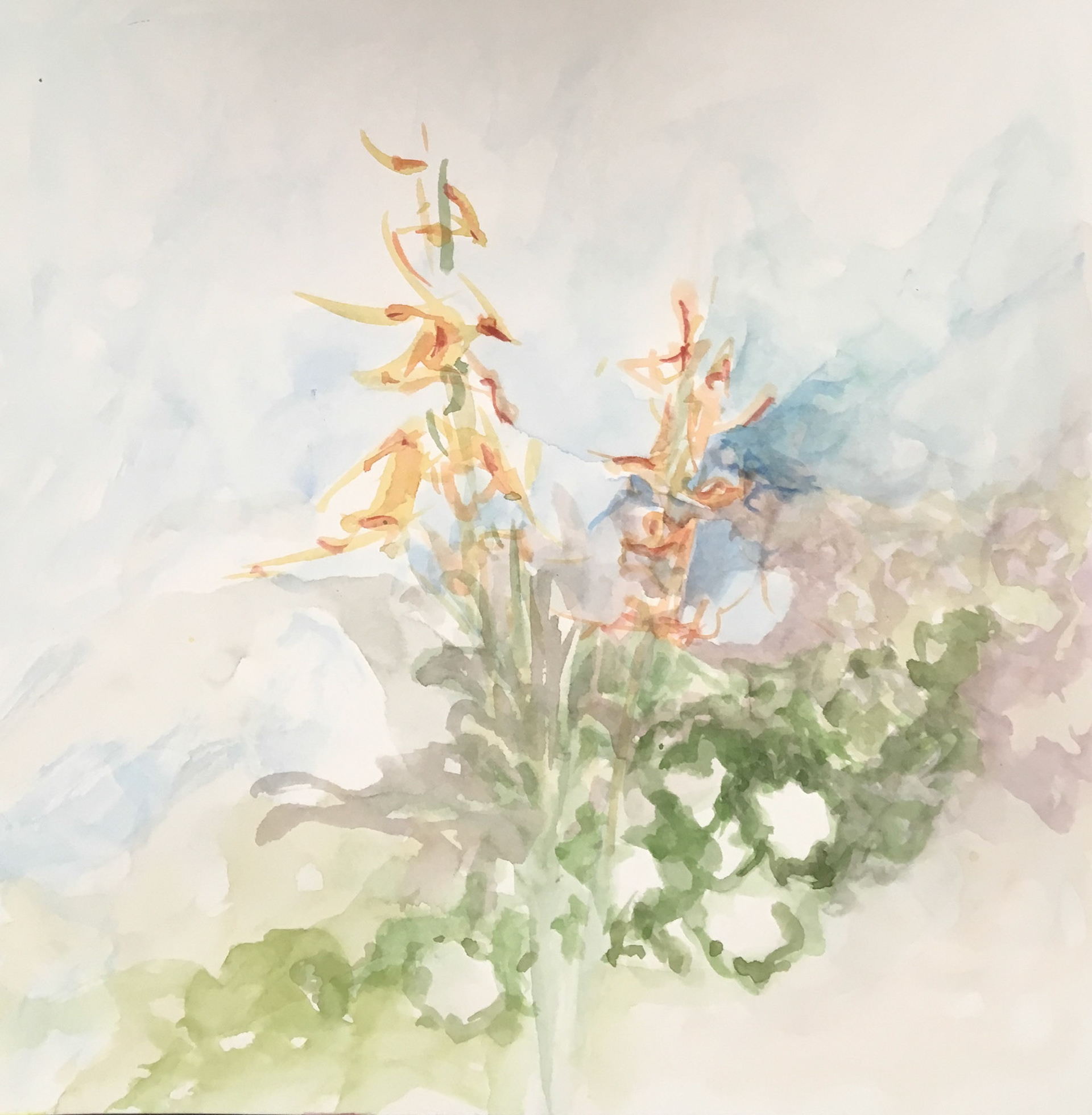 Agastache Watercolor Painting 12" x 12"