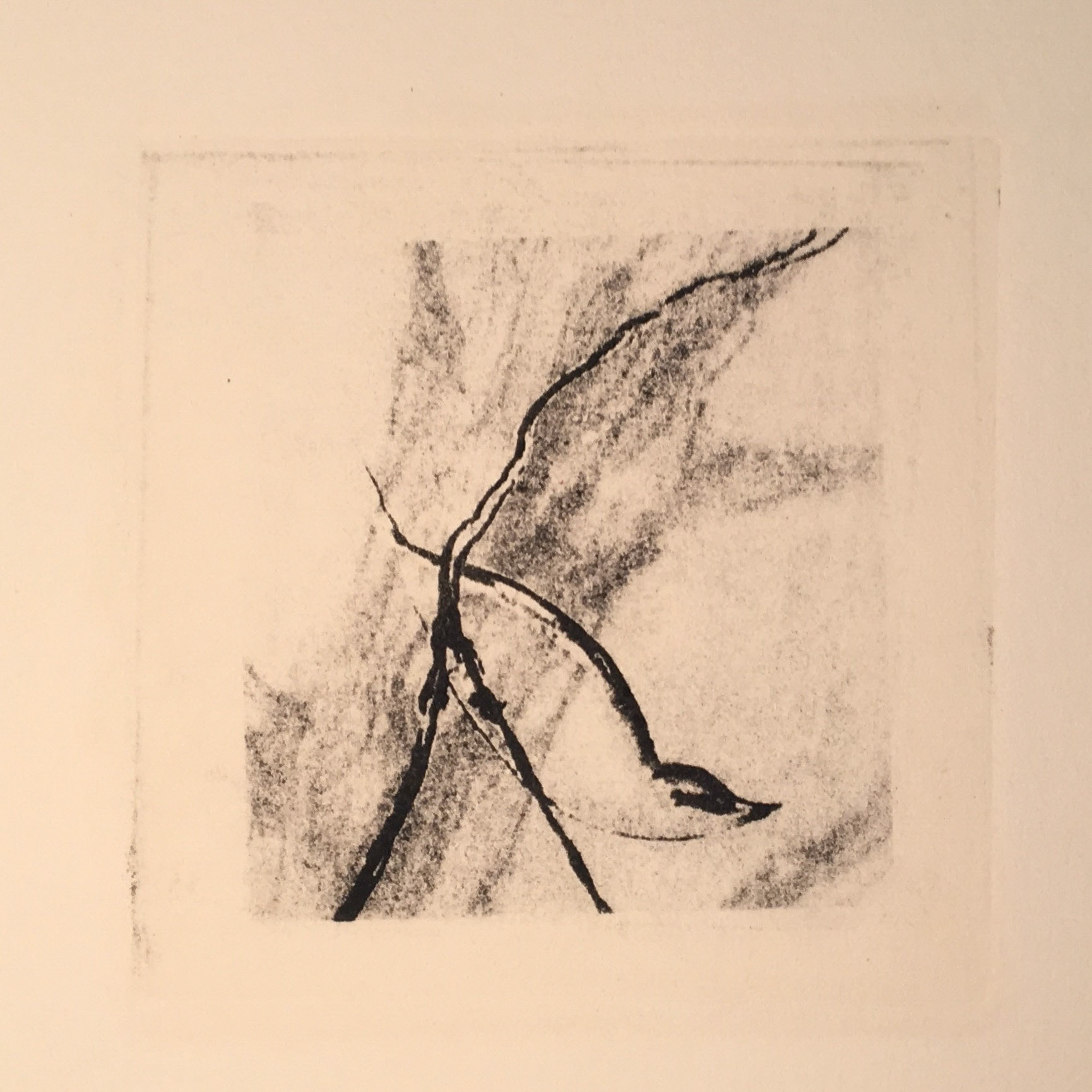 Nuthatch, Pronto Plate Print, 4" x 4"