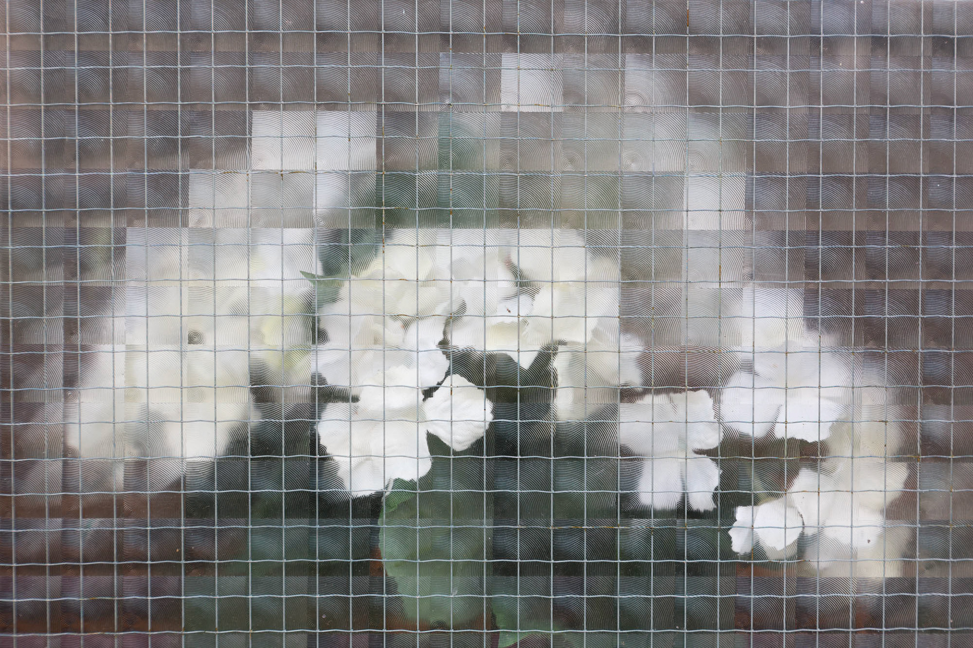 obycejnosti Amsterdam 57, 2015