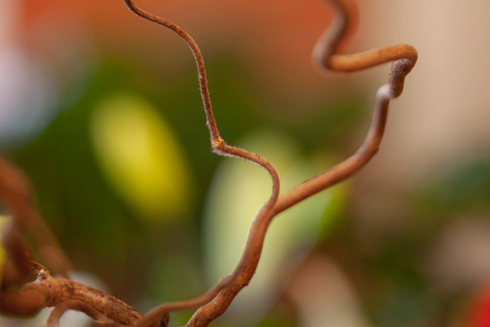 obycejnosti Savonlinna 16, 2008