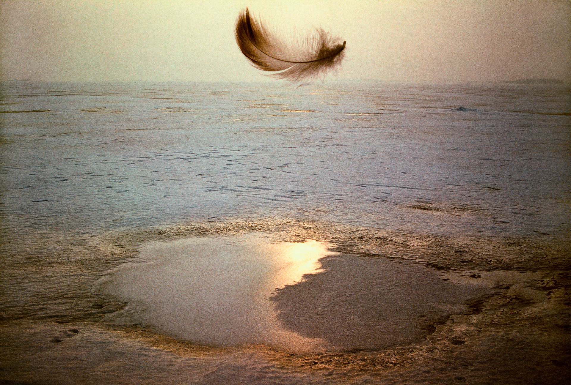 feather, 1986